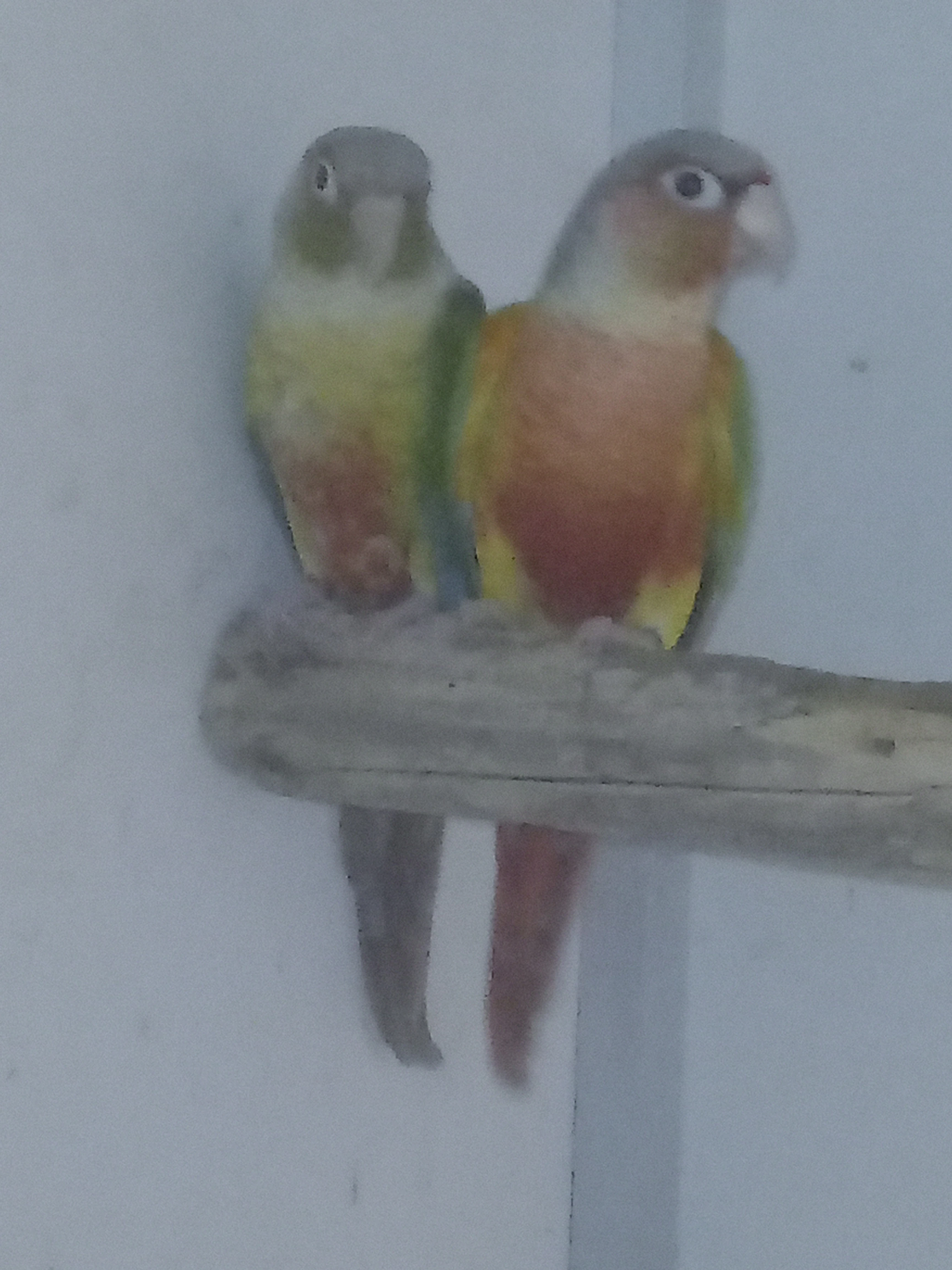 1.1. Pyrura zelenolící