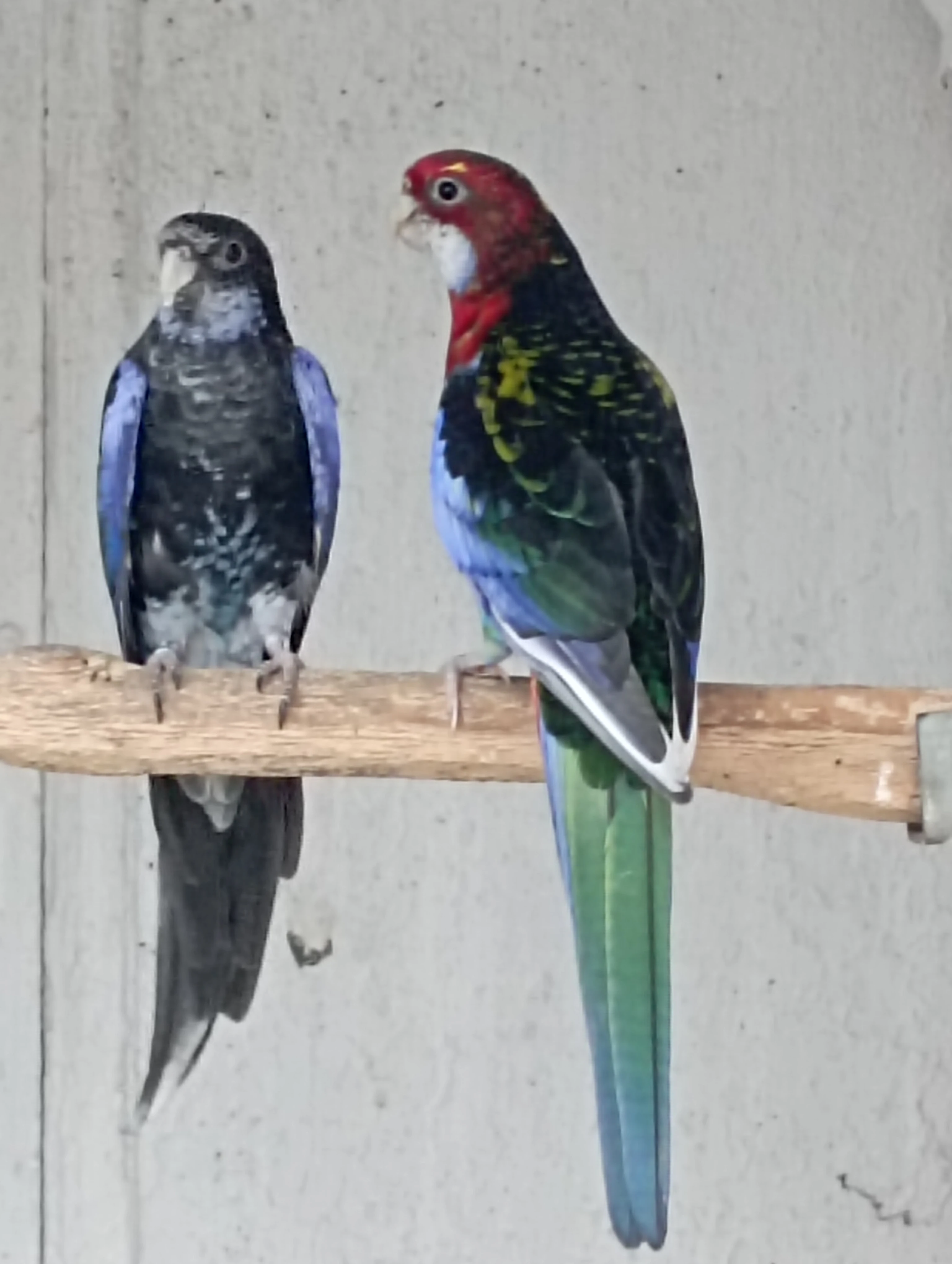 Rosela pestrá černá straka