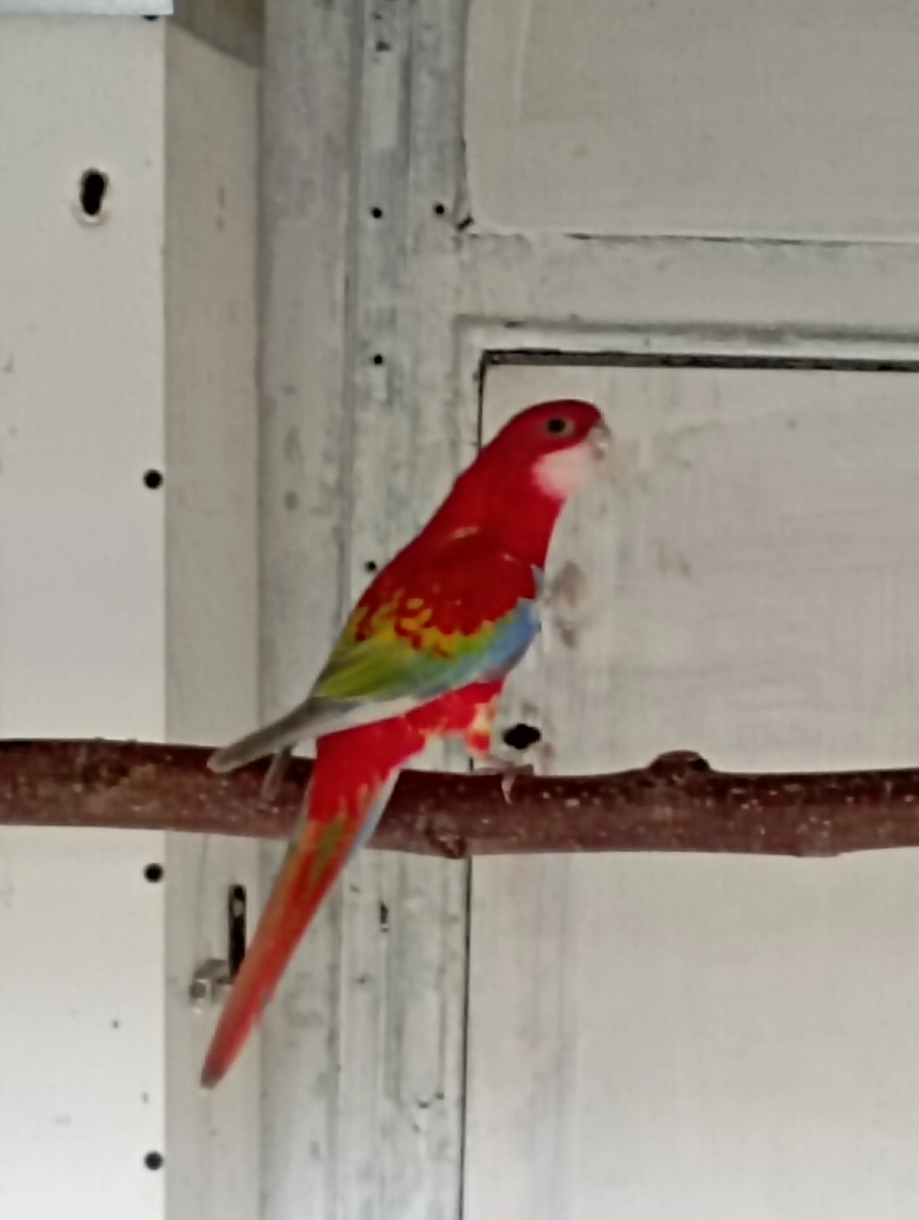 Rosela pestrá gold gold