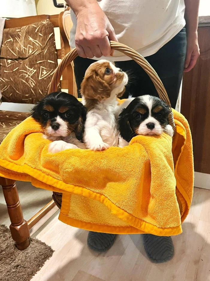 Kavalír king Charles Španěl - štěňátka s PP