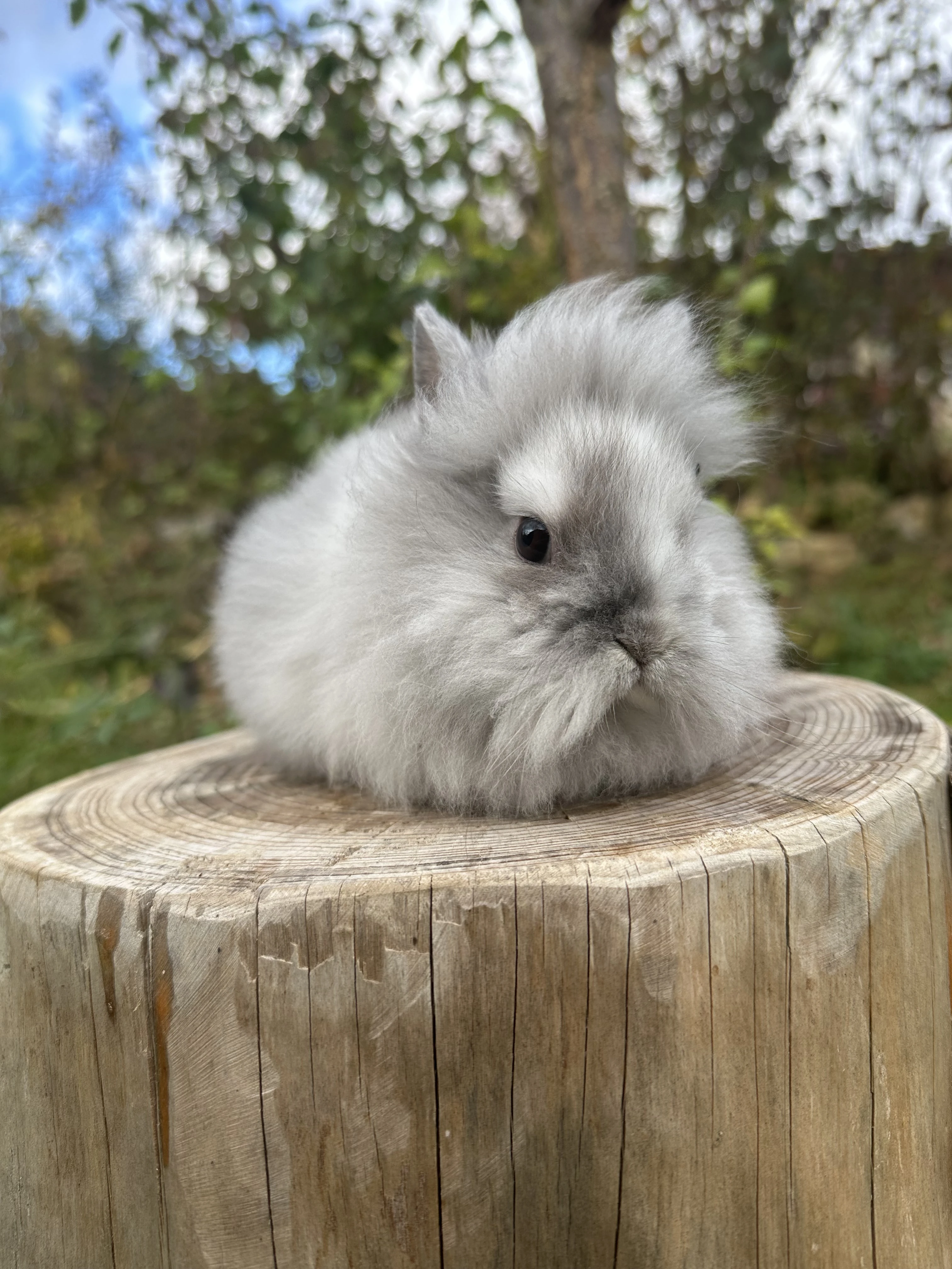 Zakrslý králík Lvíček