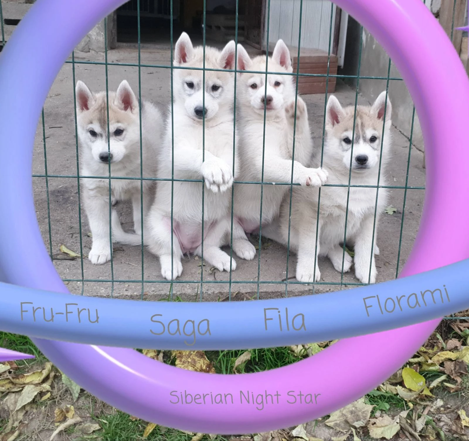 Siberian husky puppies