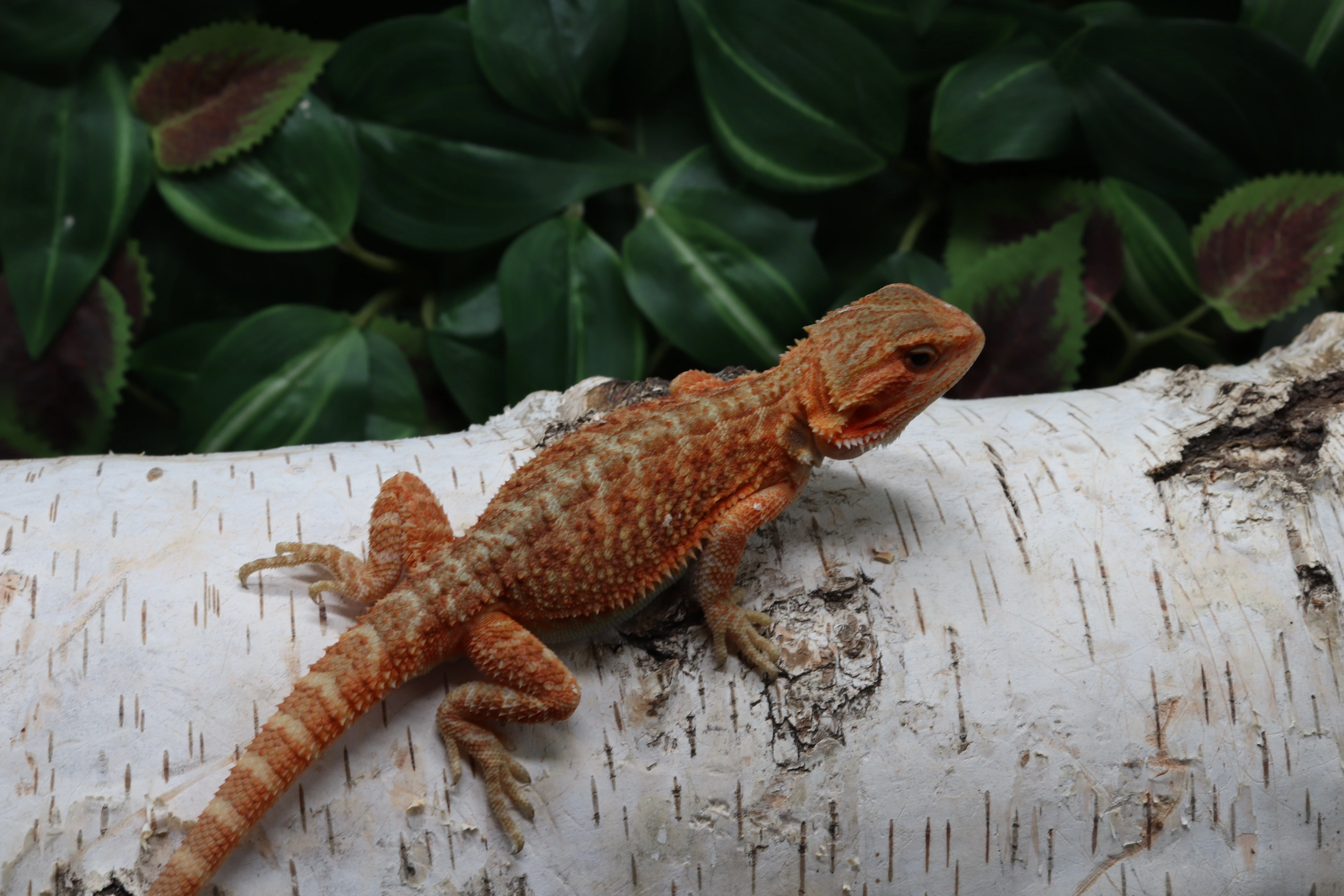 Agama vousatá - Coral