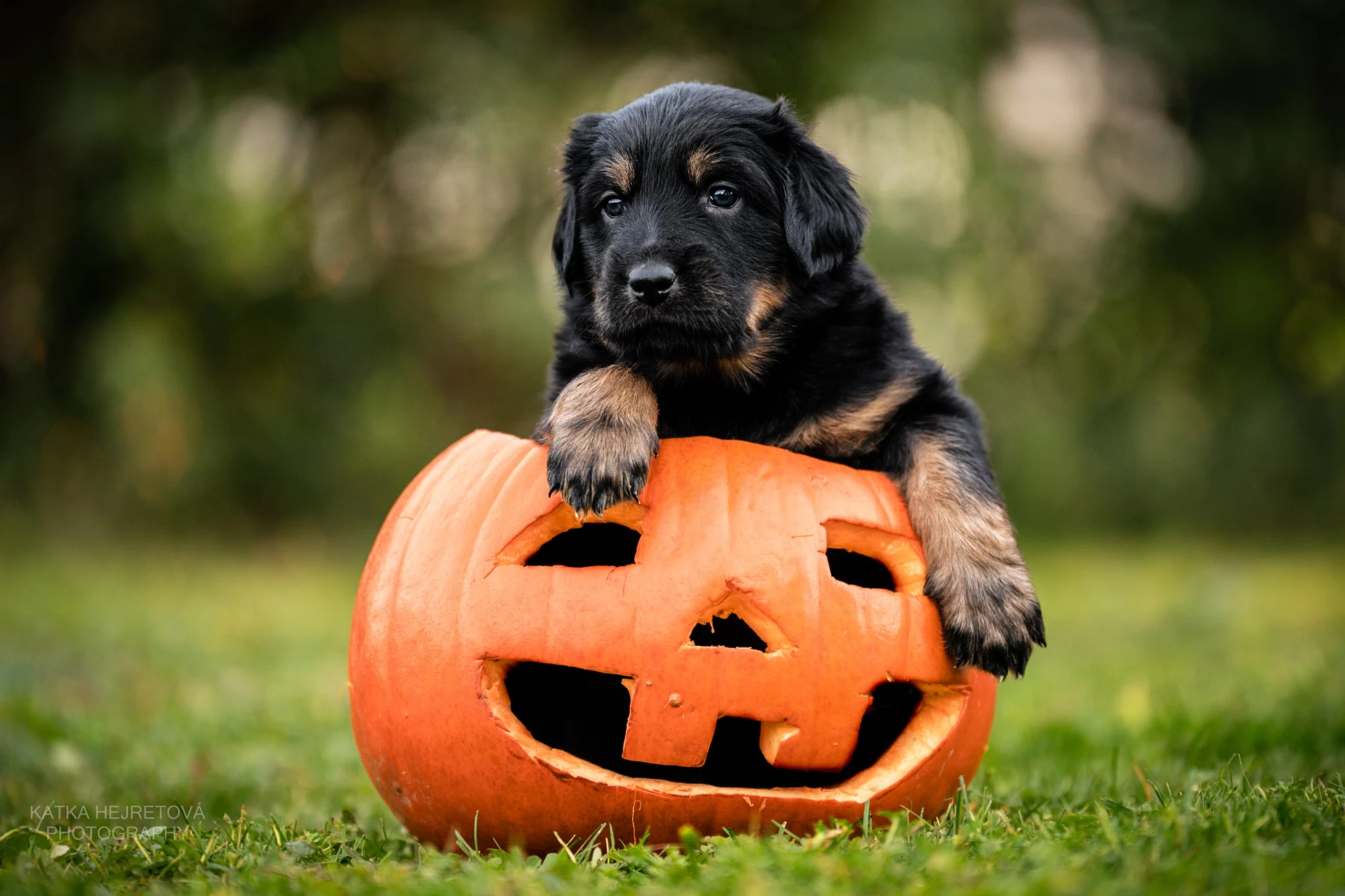 Štěňátka Hovawarta s PP