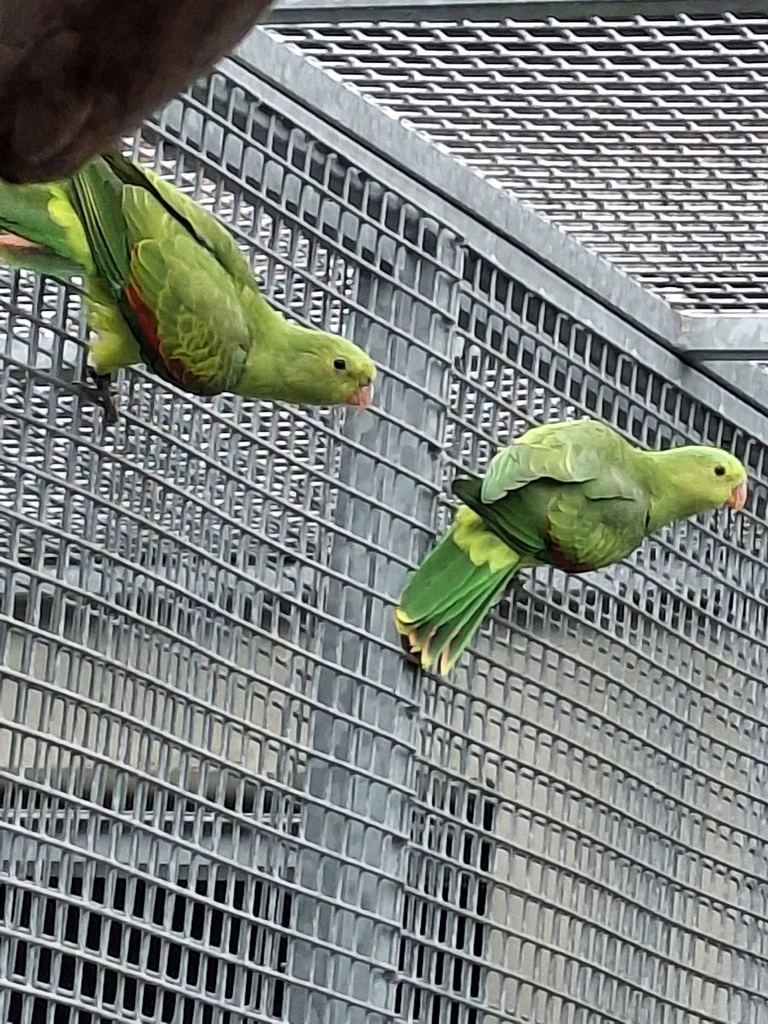 Papoušek červenokřídlý žlutý