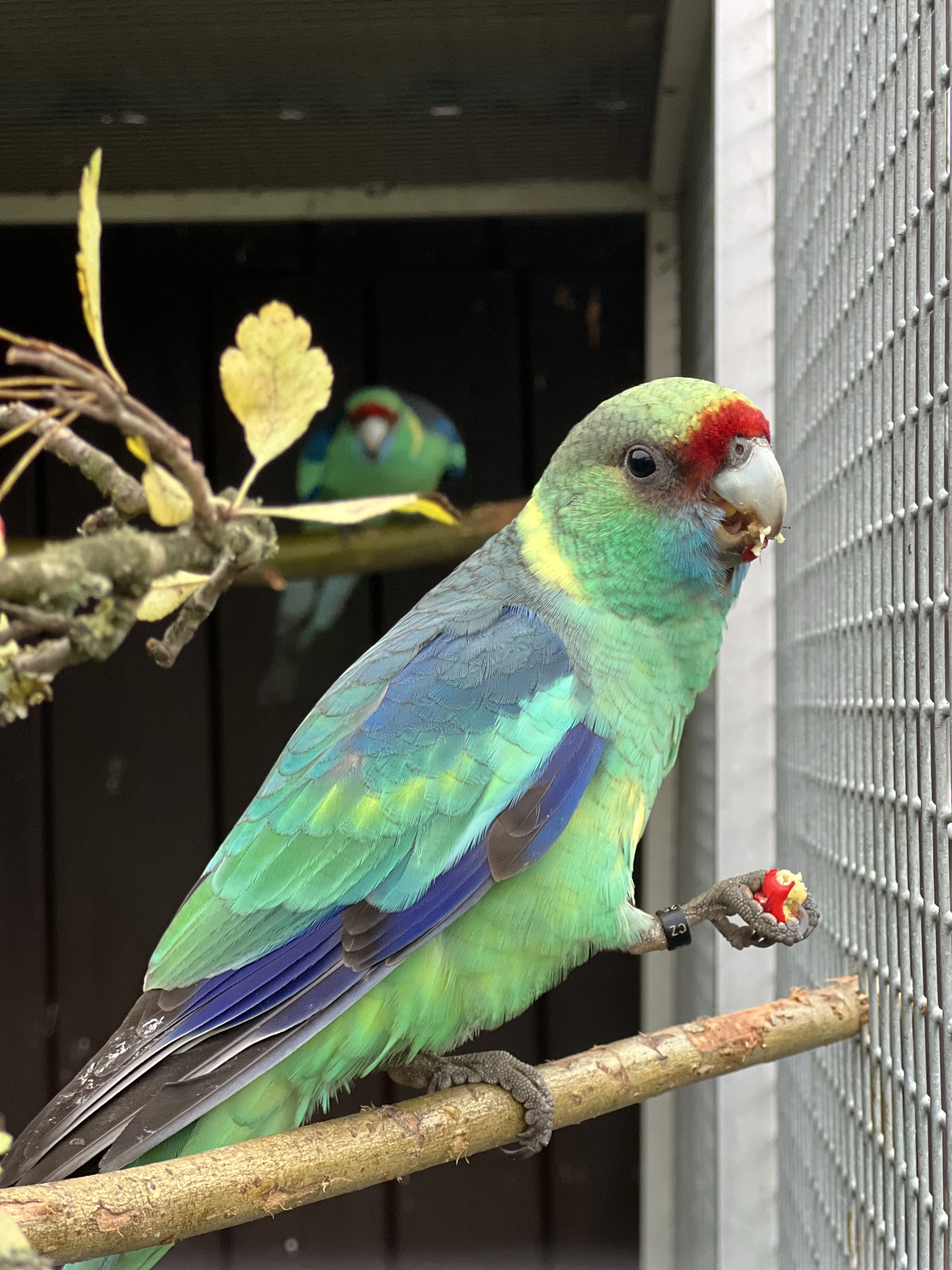 Bernard červenočelý štěp. na modré