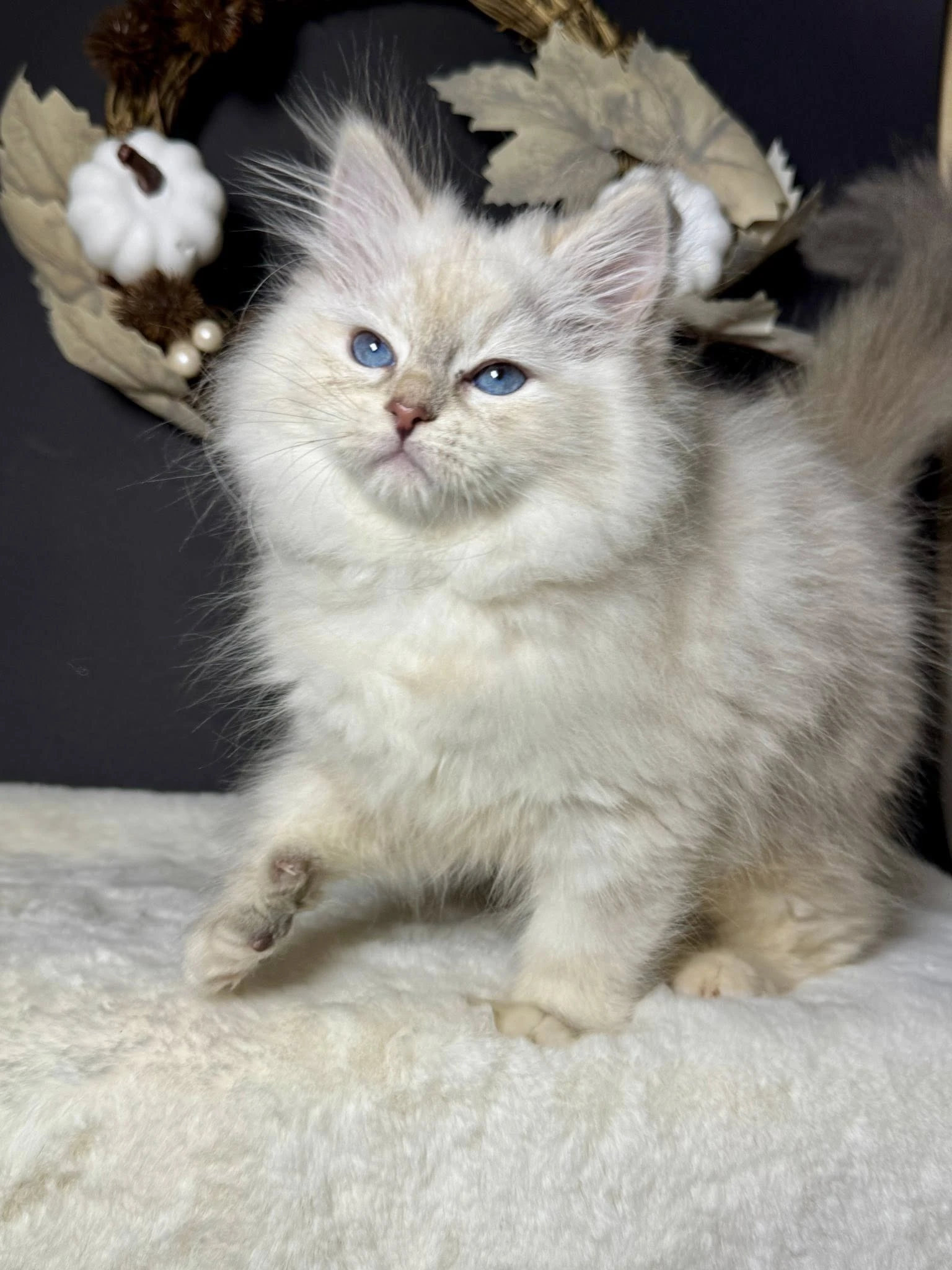 Sibiřská kočka s PP kočička Indira