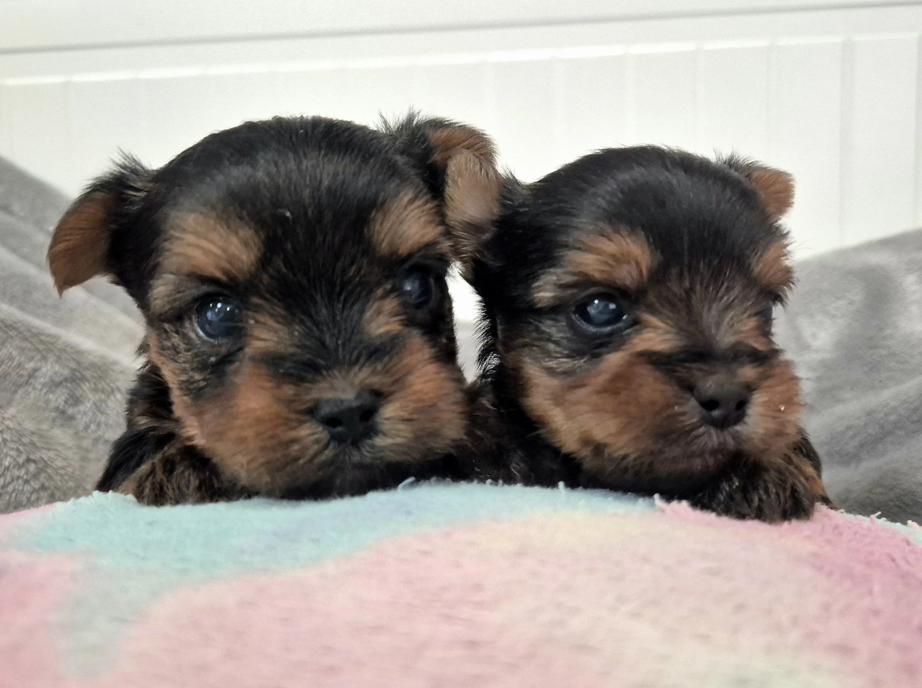 Jorkšírský terier, štěňátka s PP FCI