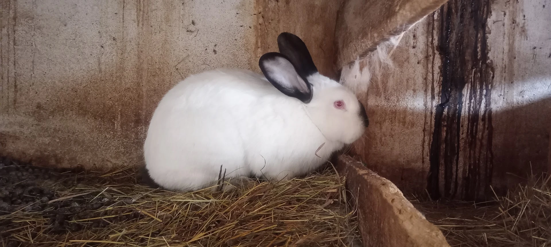 Králíci do chovu