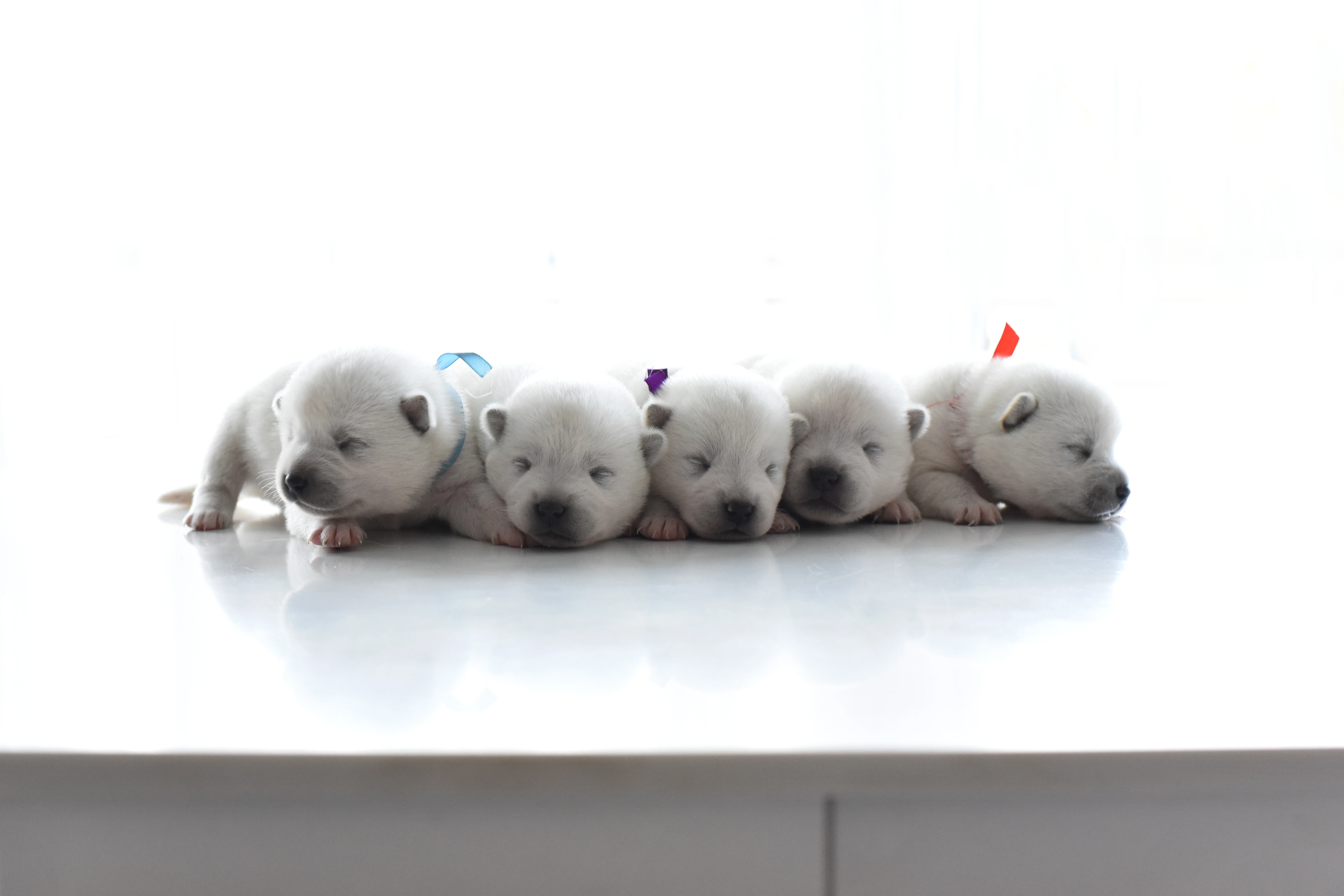 Kishu Inu štěňata s PP FCI