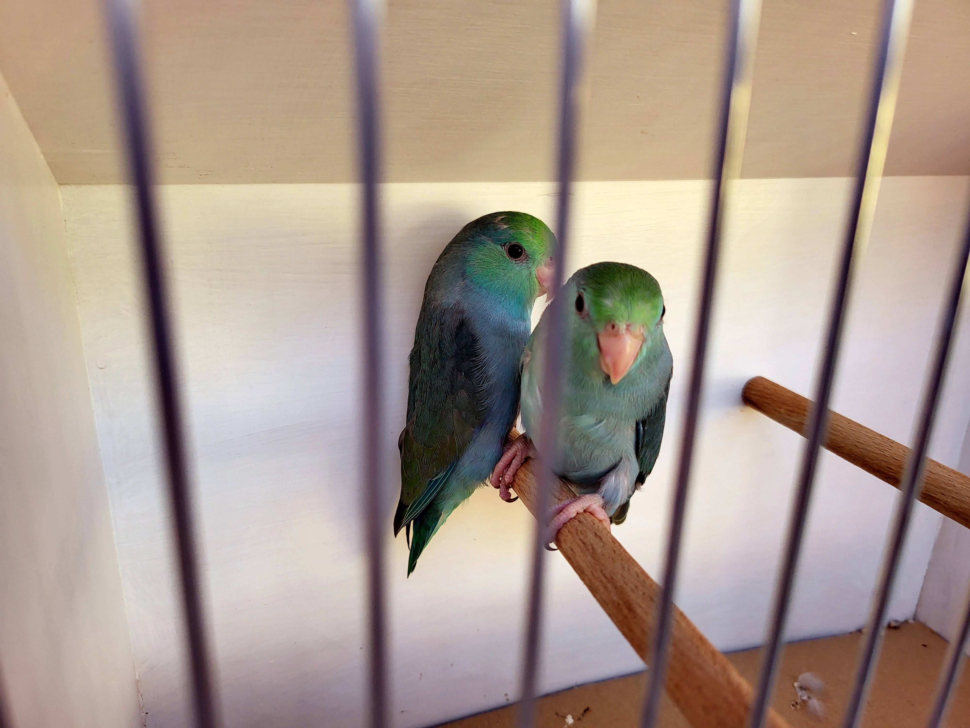 Prodej papoušíčků