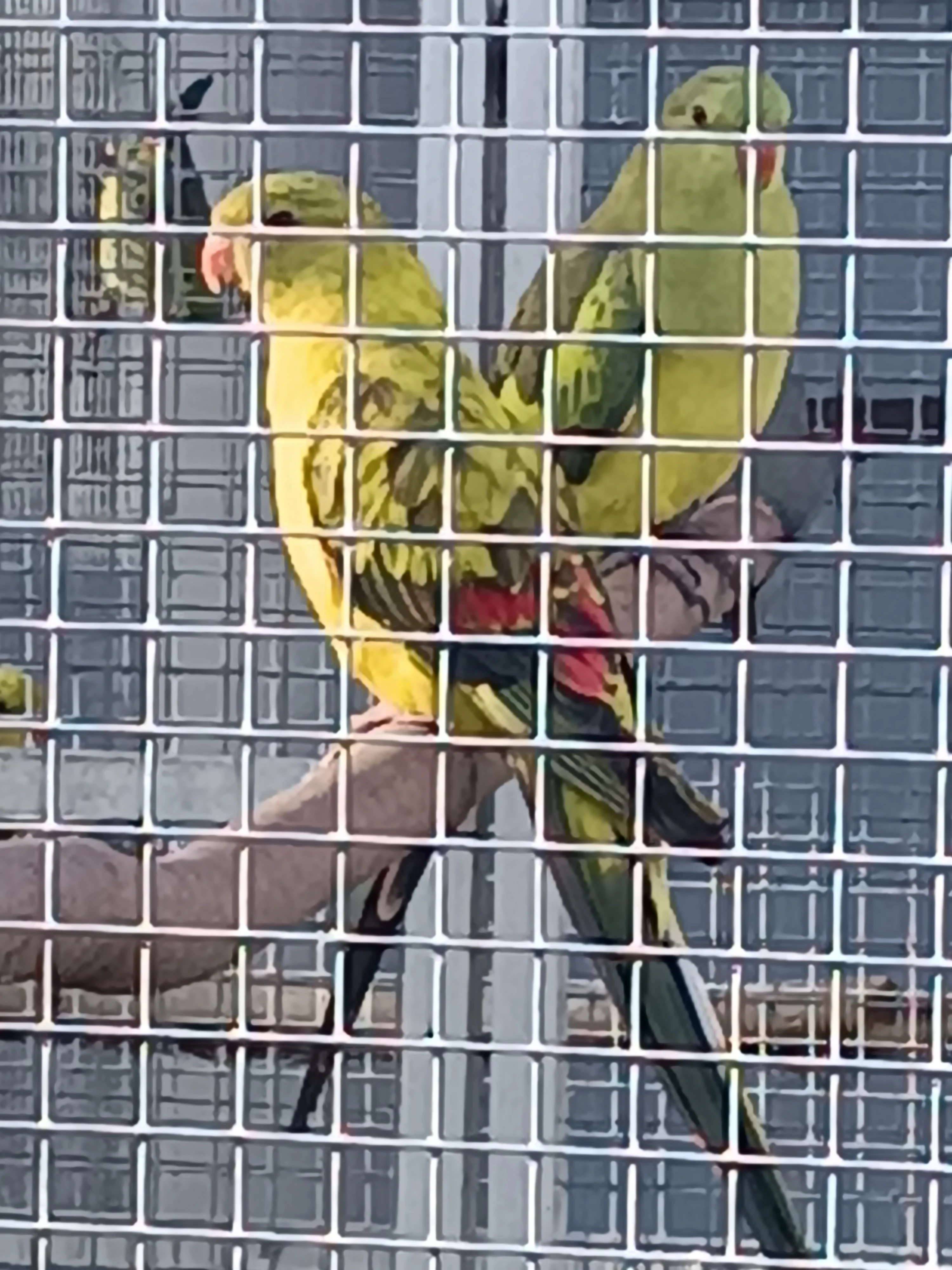 Papoušek horský 2025