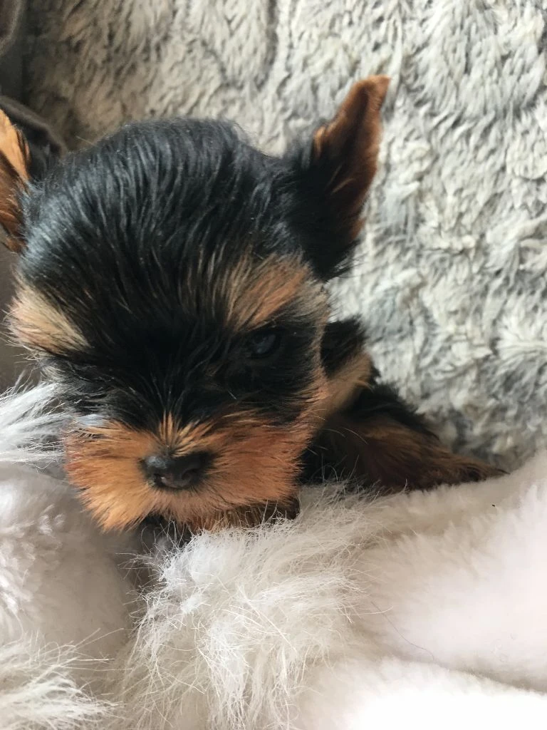 Jorkšírský terier, štěňátka s PP FCI