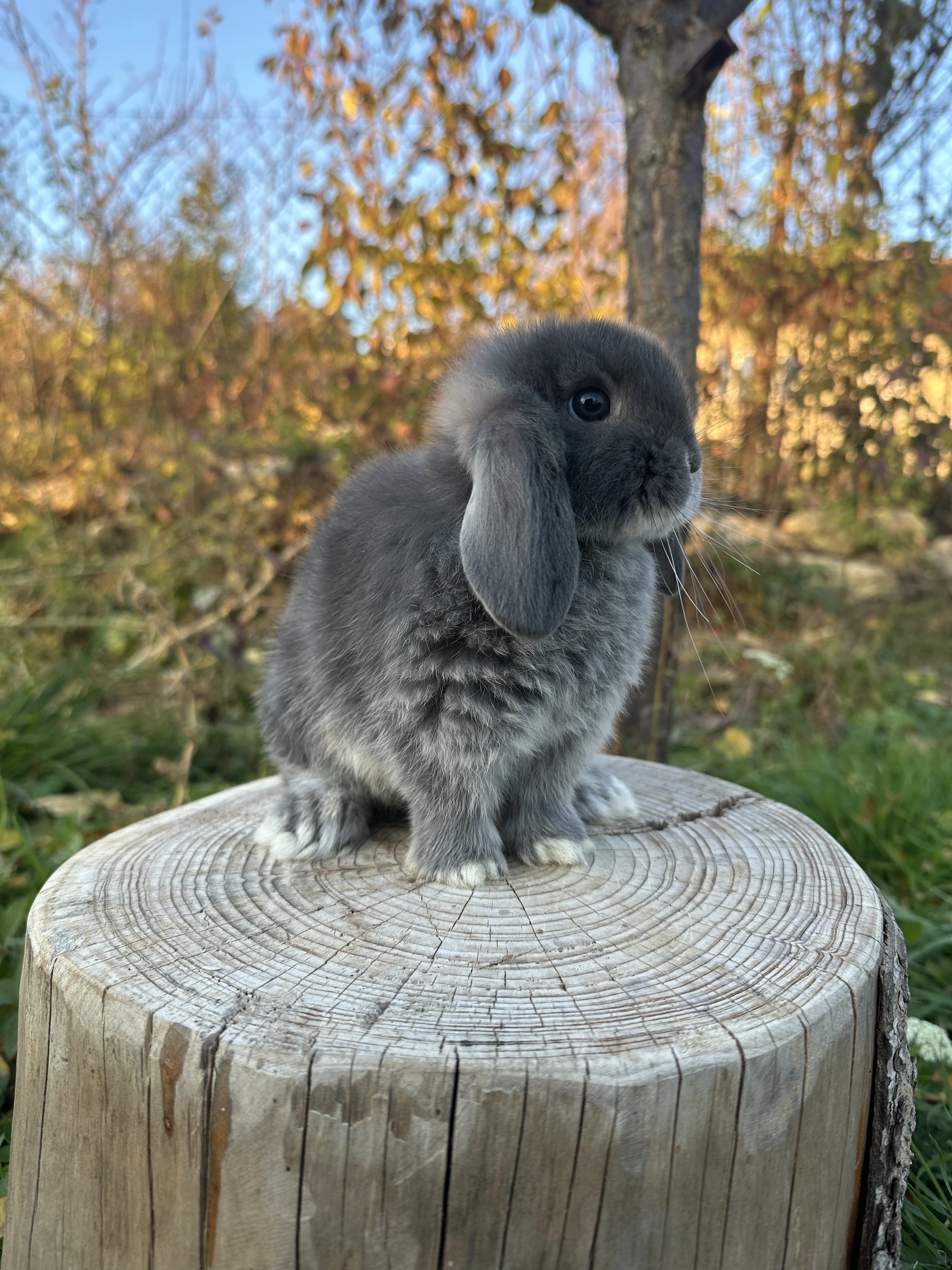 Minilop zakrslý beránek