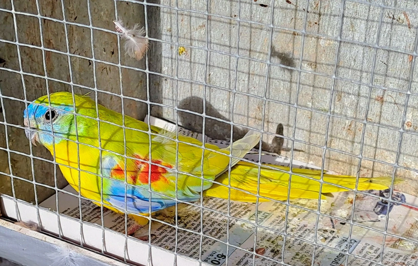 Neofema tyrkysová lutino