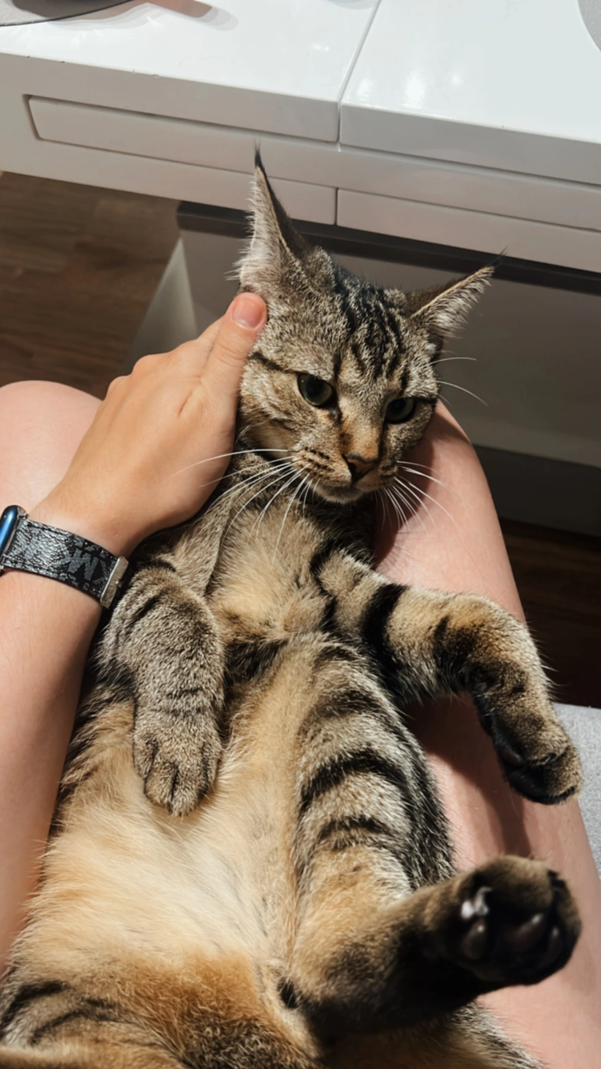 Krásný mourovatý kocourek