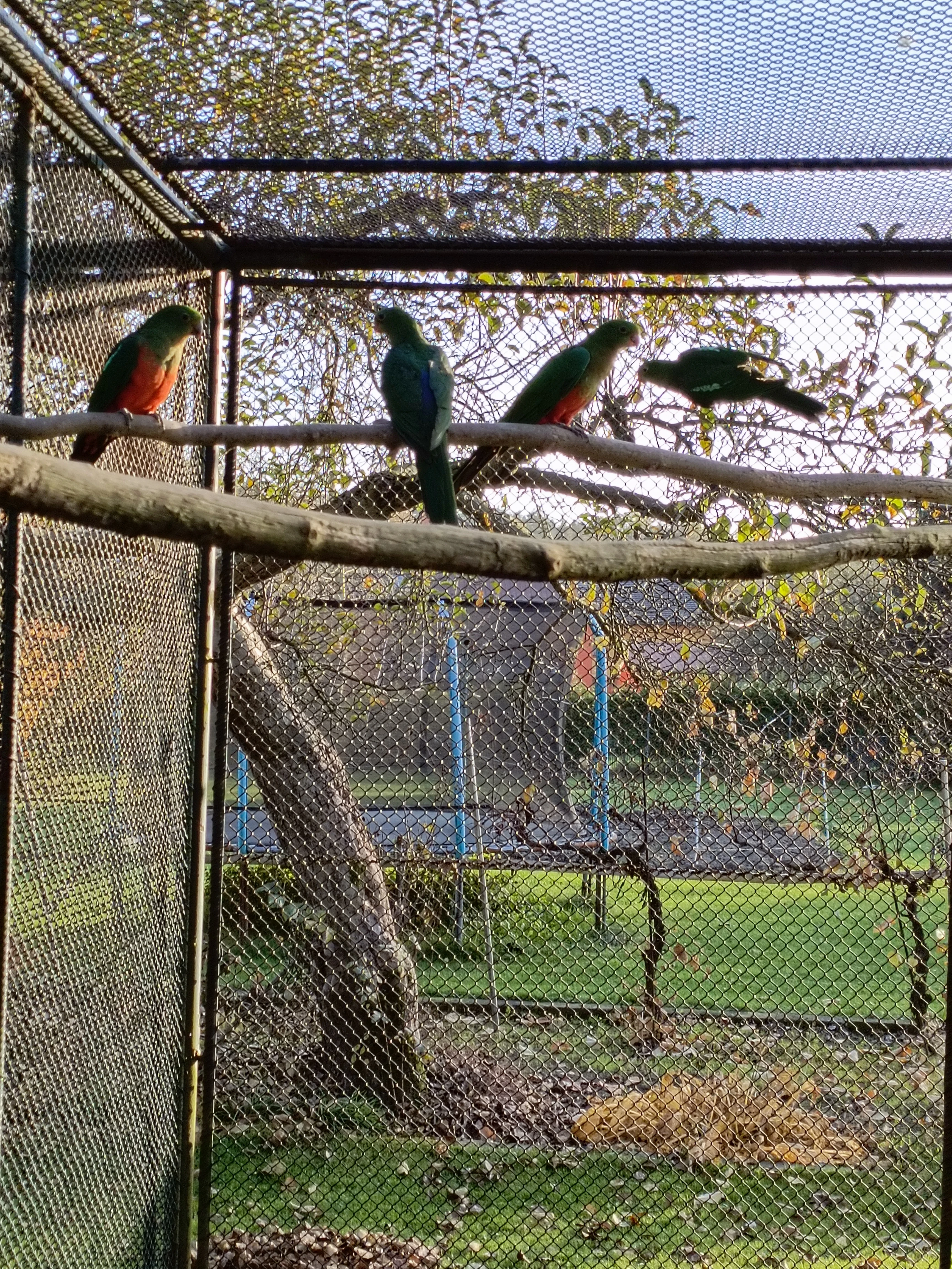 Papoušek kralovský a červenokřidlý