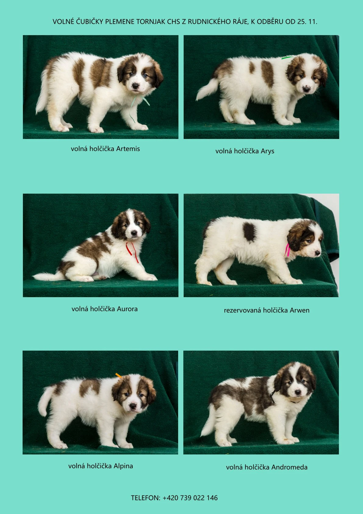 Štěňátka tornjak s chorvatským genem