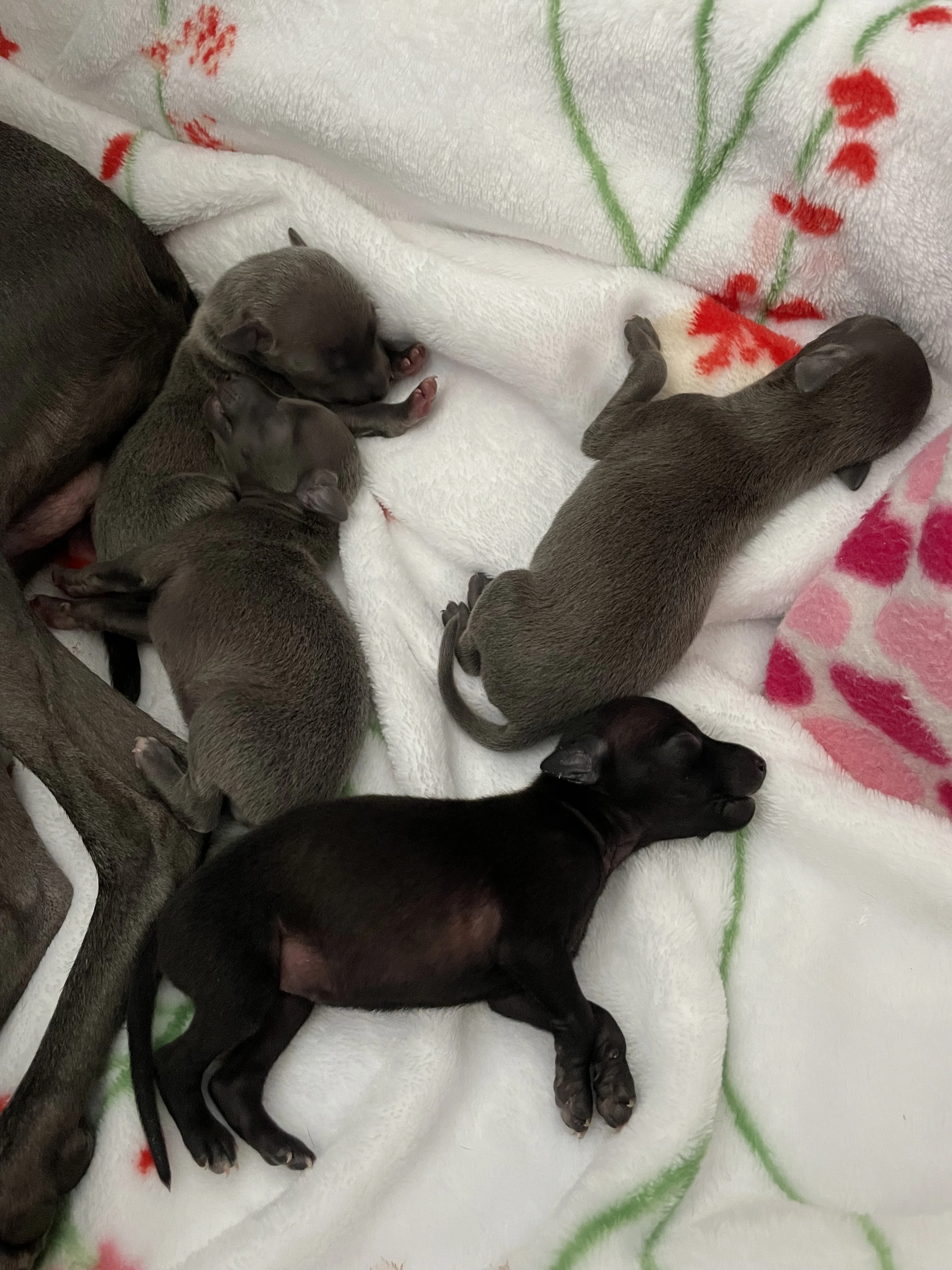 Italský chrtík štěňátka - fenečky s PP