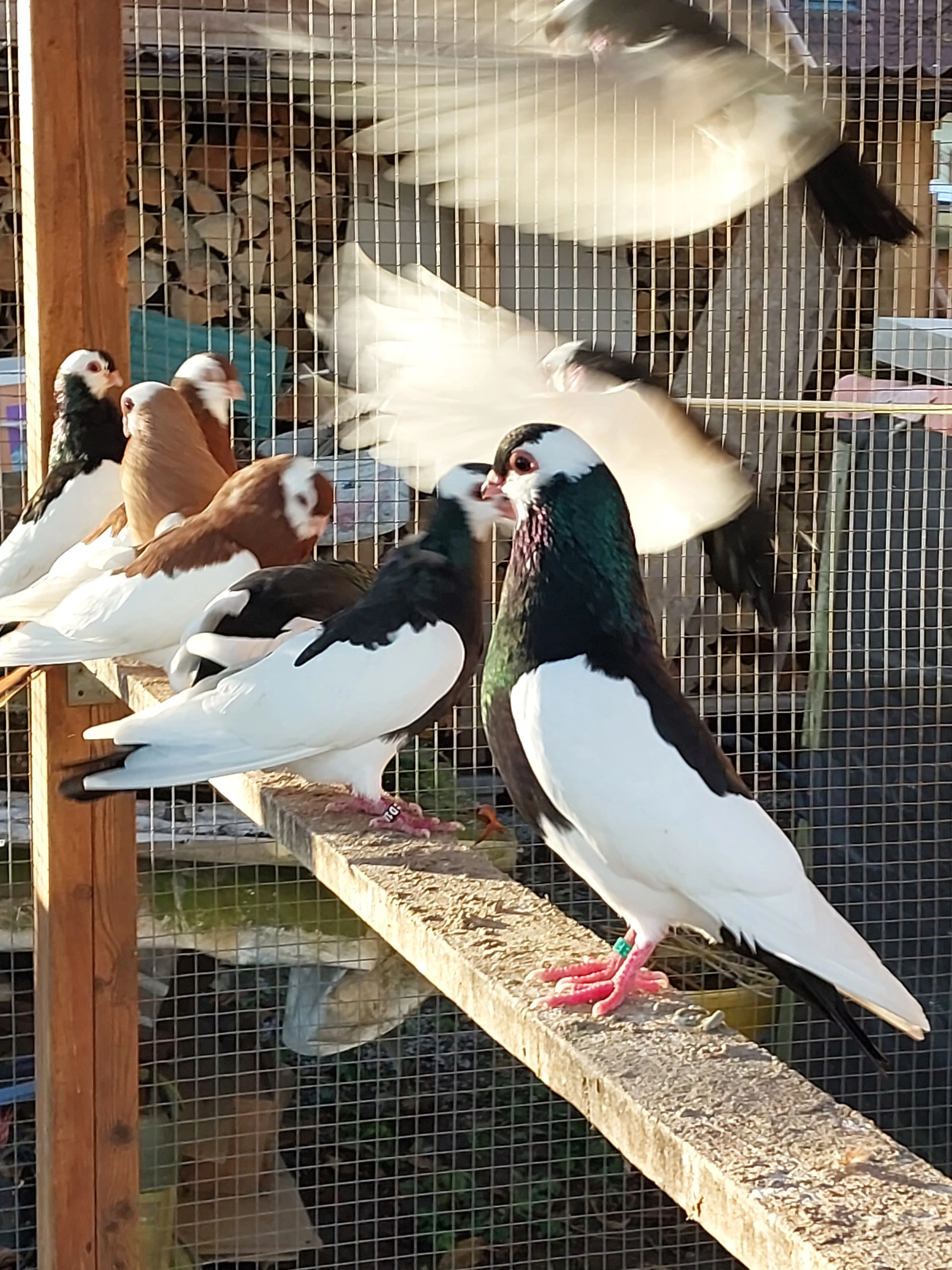 Chov rakovnických kotrláků sedlatých