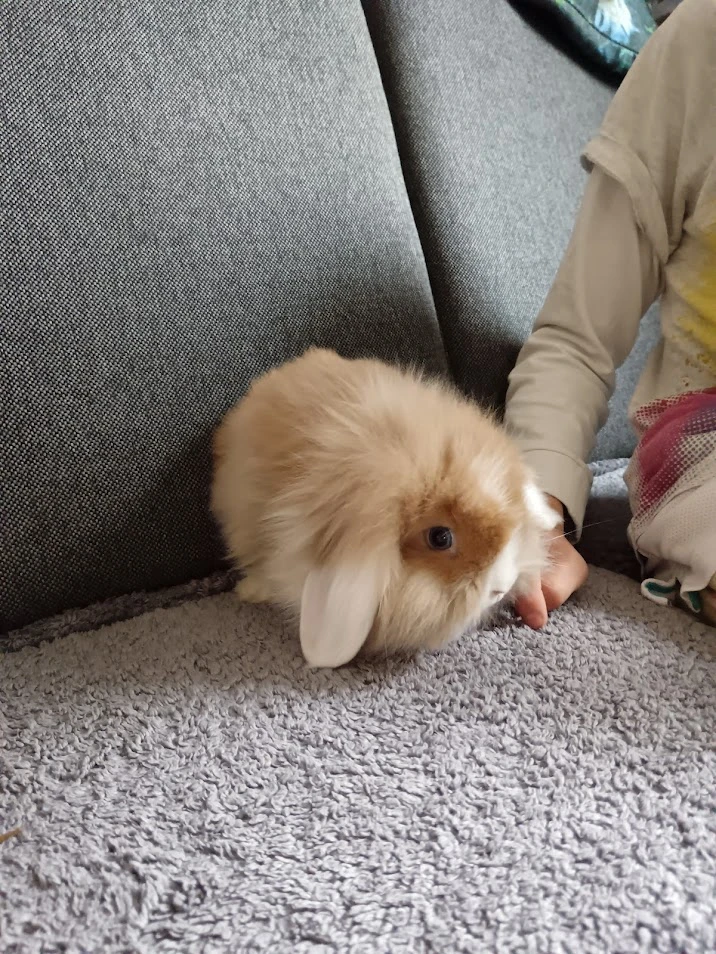 Zakrslý králík hnědý teddy gen - holka