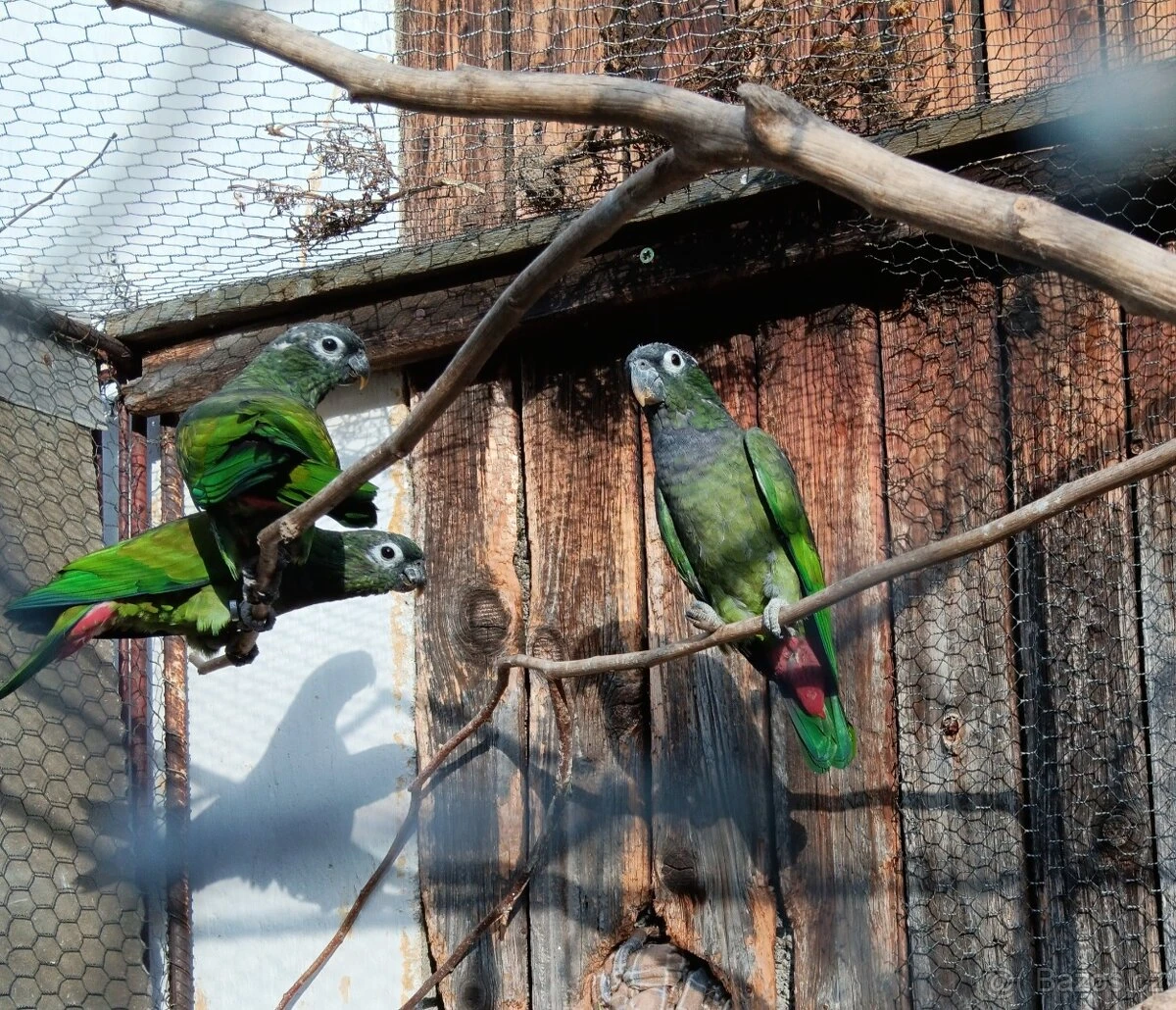 Amazónek šupinkový, odchov pod rodiči 2025