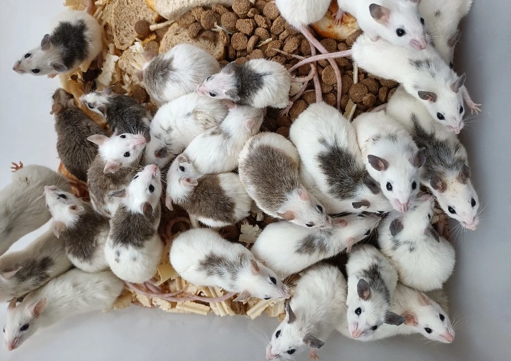 Mastomyši /krysa malá/