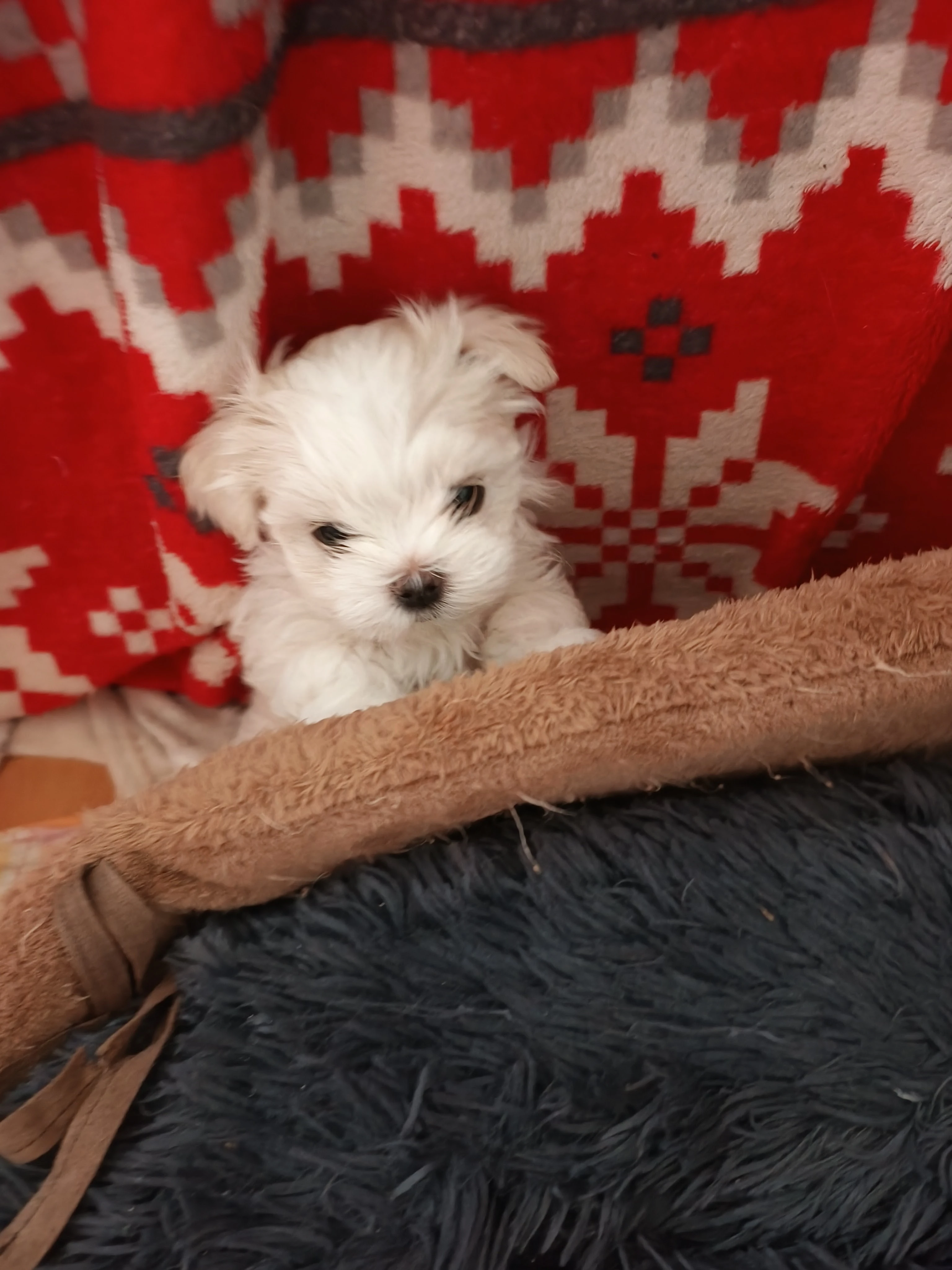 Maltézský psík s PP