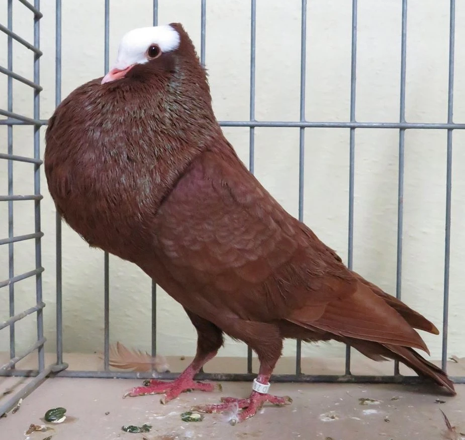 Speciální výstava klubu moravských bělohlávků a moravských voláčů sedlatých