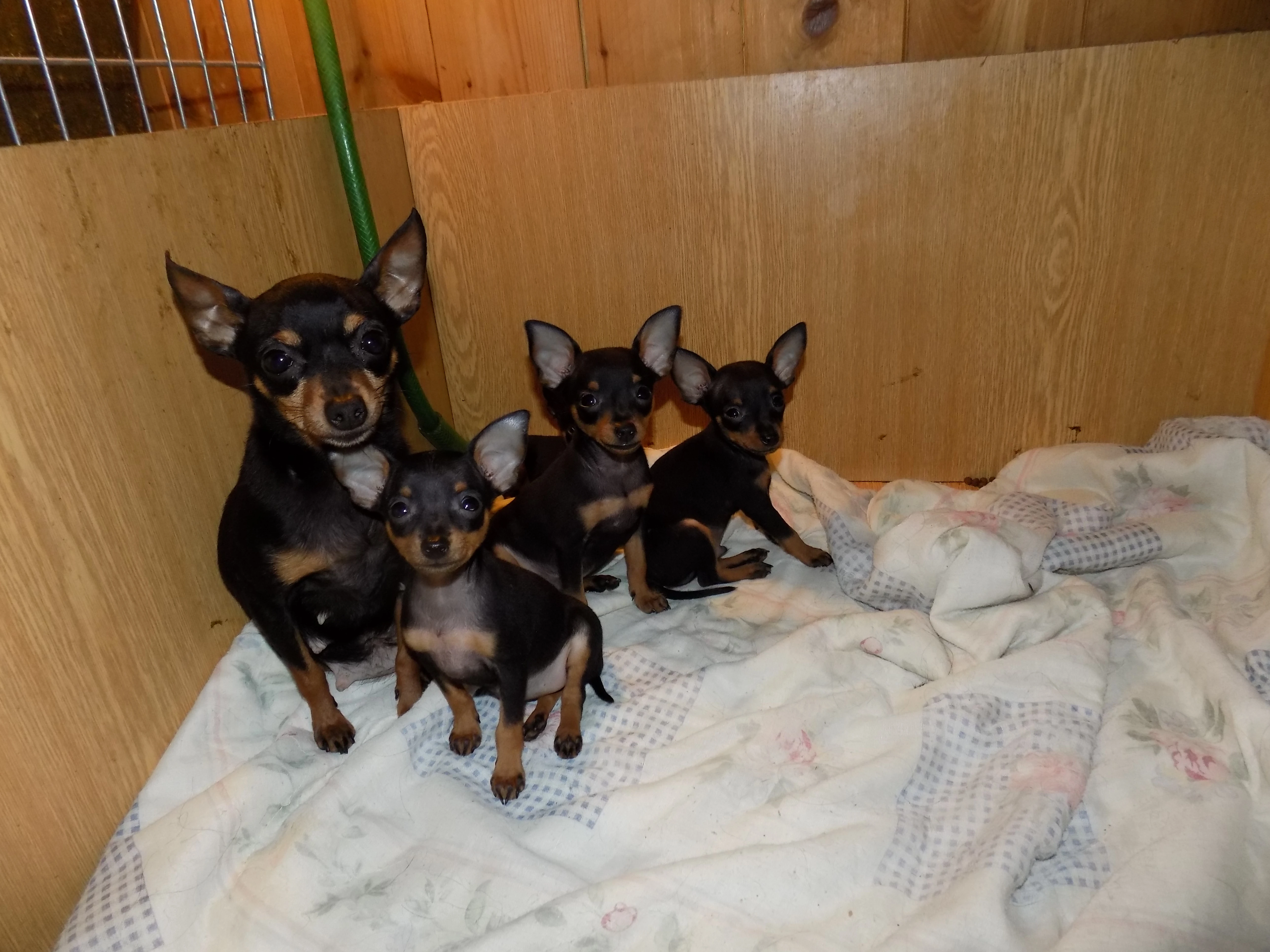 Pražský krysařík s PP FCI