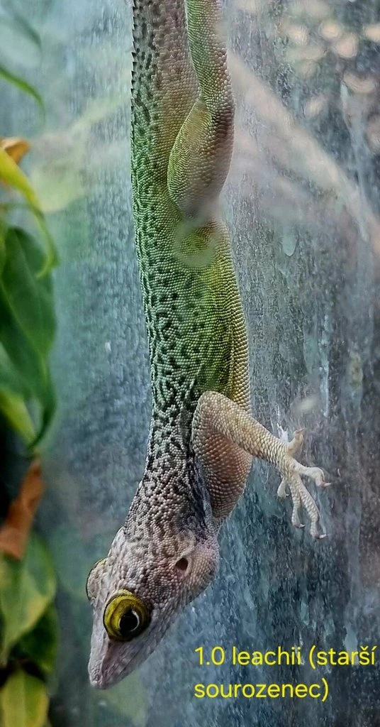 Anolisové, odchovy
