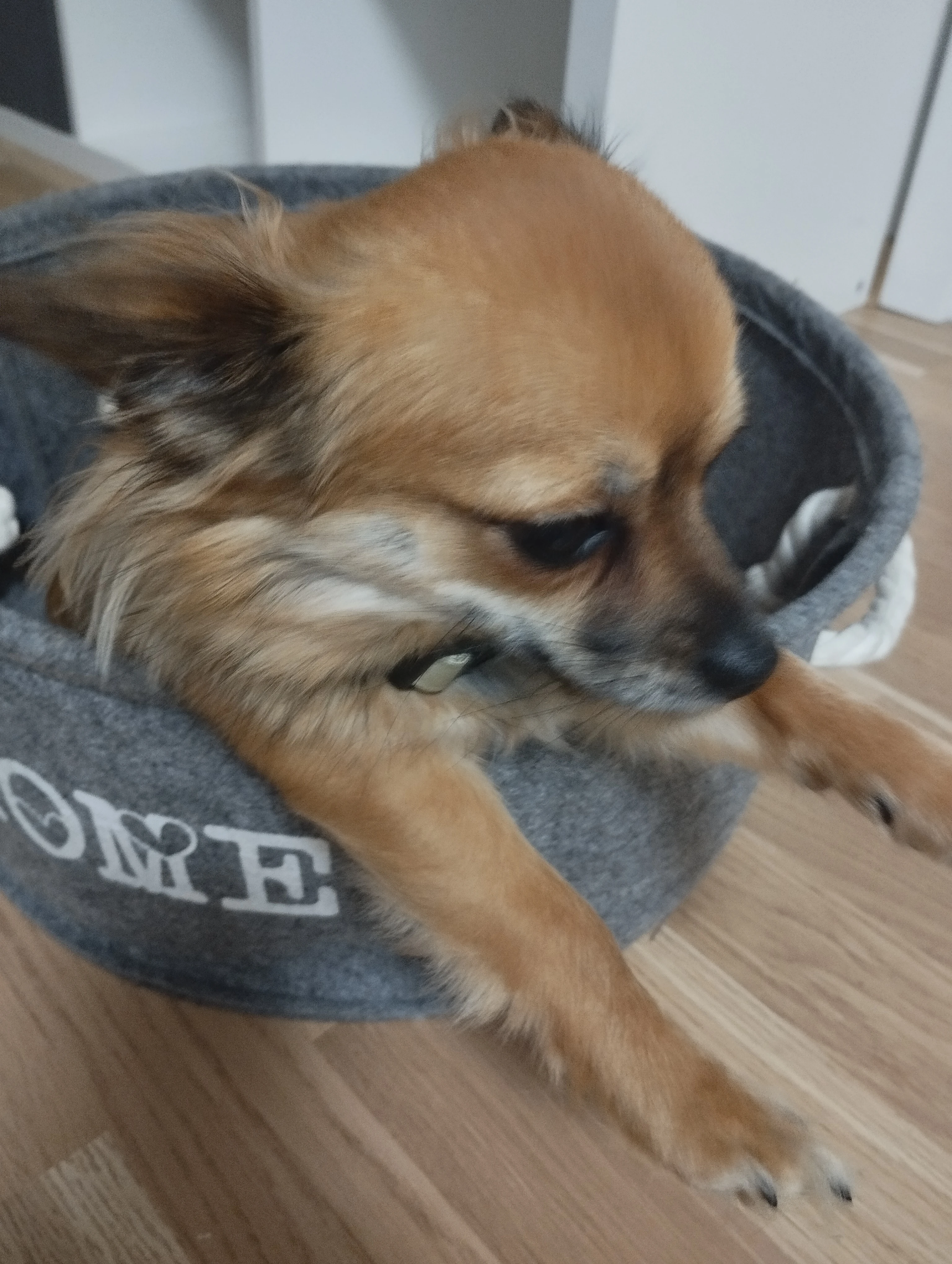 Čivava dlouhosrstá