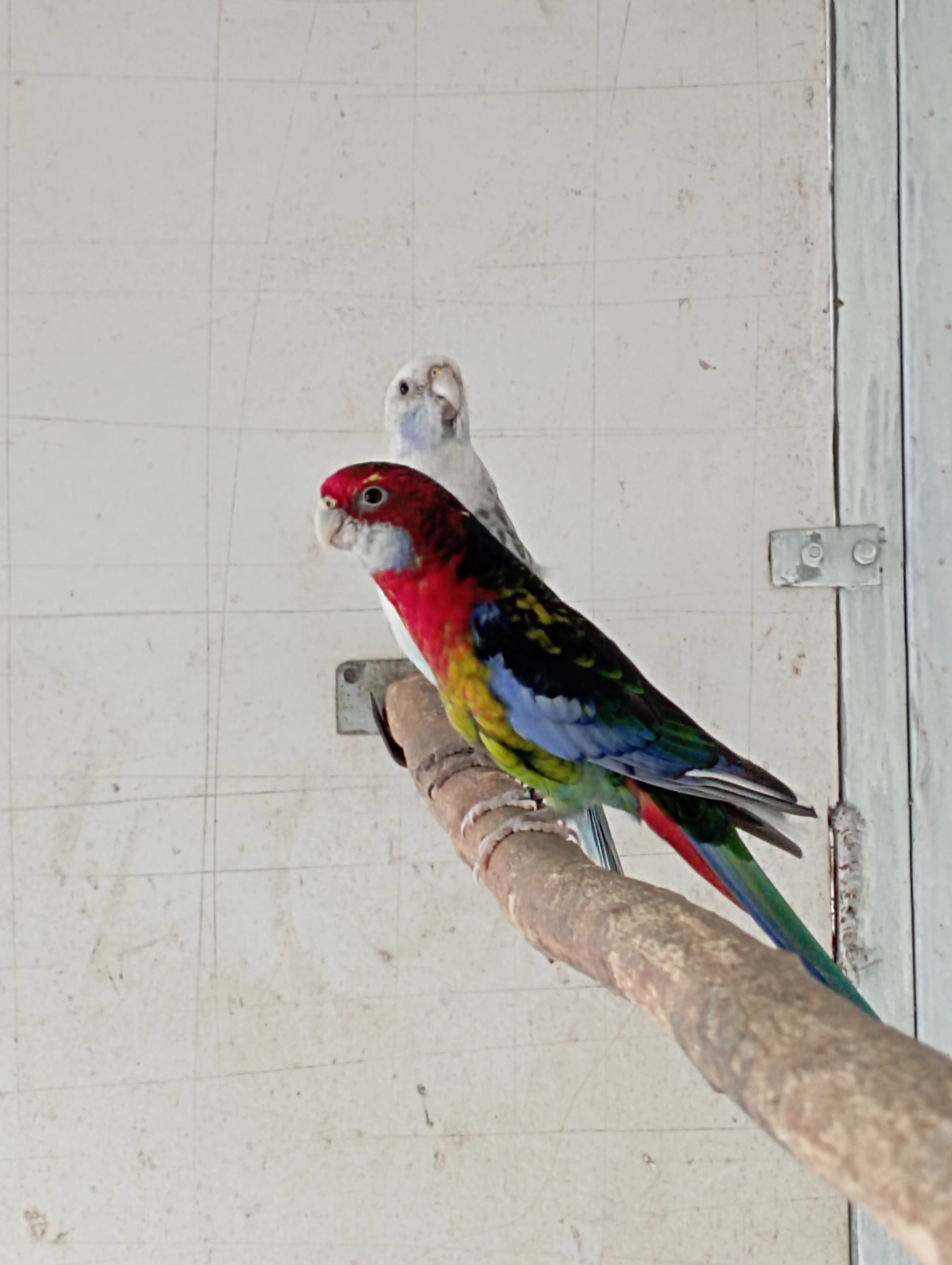 Rosela černá straka