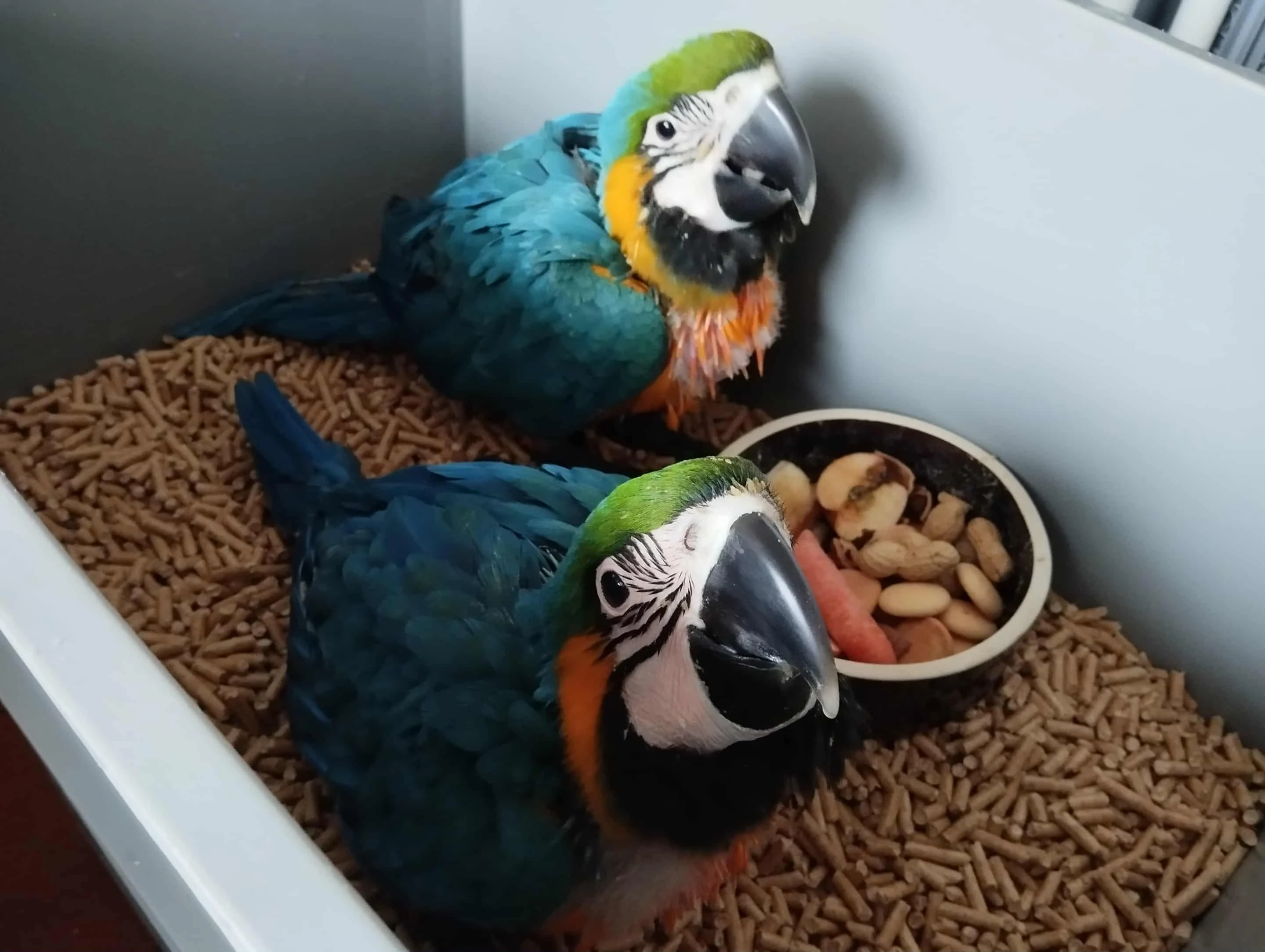 Ara ararauna nepříbuzný pár