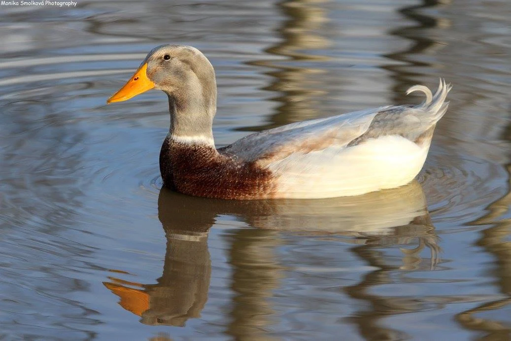 Saské kachny - jednotlivci i chovné kmeny