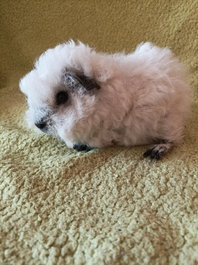 Morče,morčata  Peruánec-Lunkarya z registrované Chs