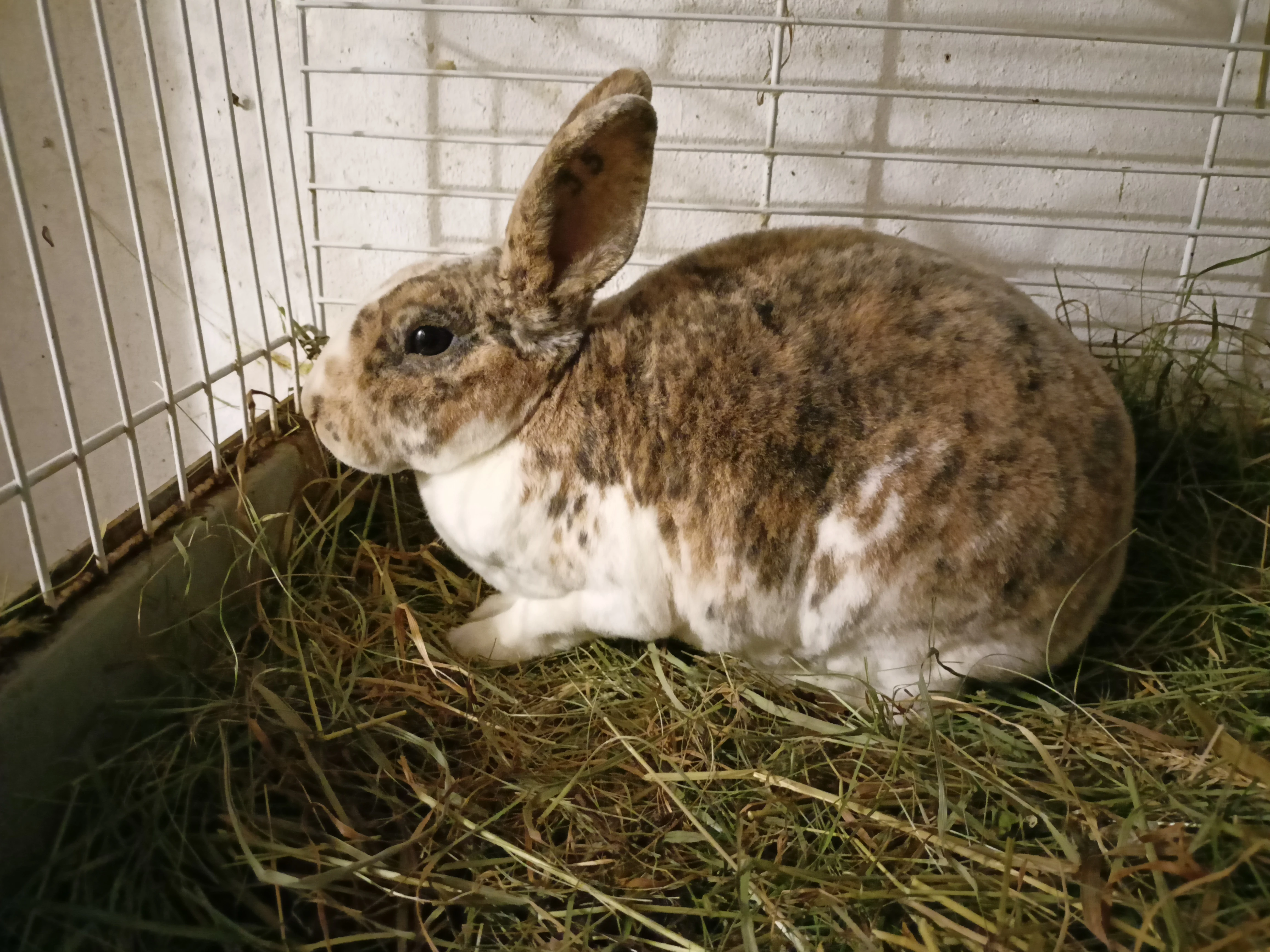 Králík malý rex plášťový strakáč modrožlutý (leopard,gepard)