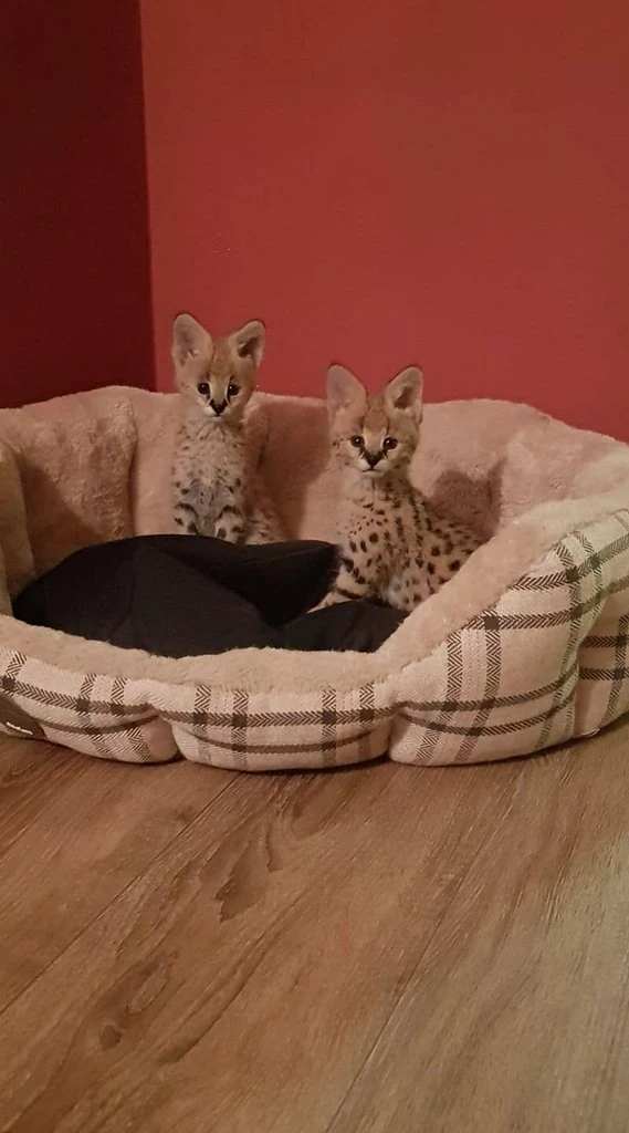 Prodam mladata Serval (Leptailurus serval) NZ 14.08.2025 na flasce