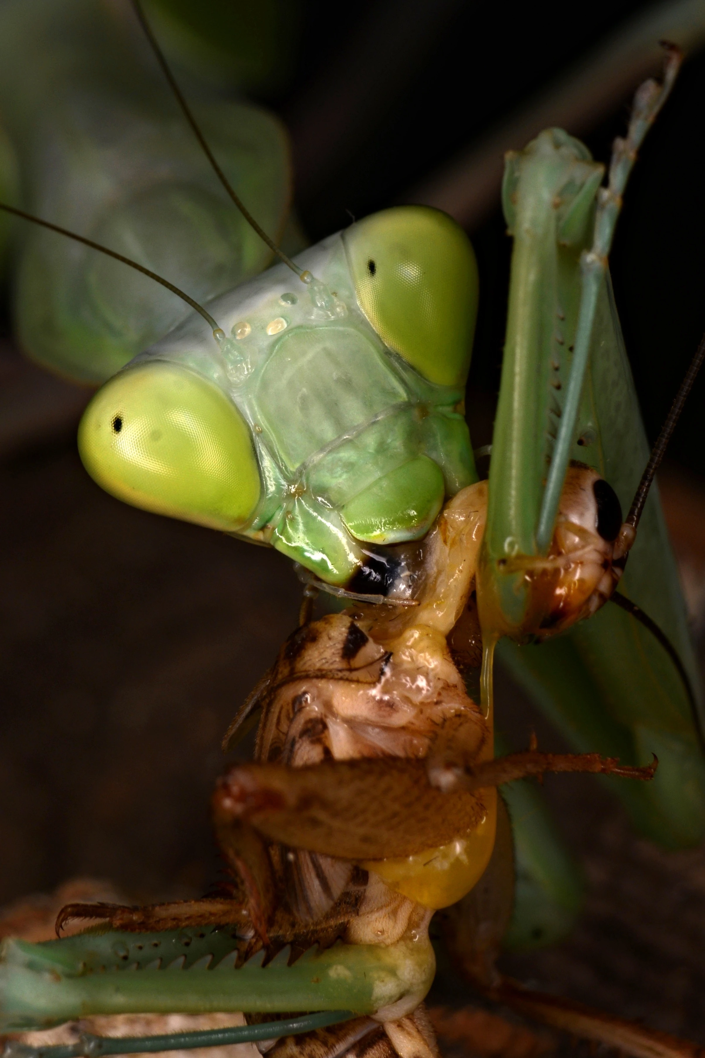 Nabídka bezobratlých a plazů na Živou Exotiku, aktualizace dne 15.11, velké slev