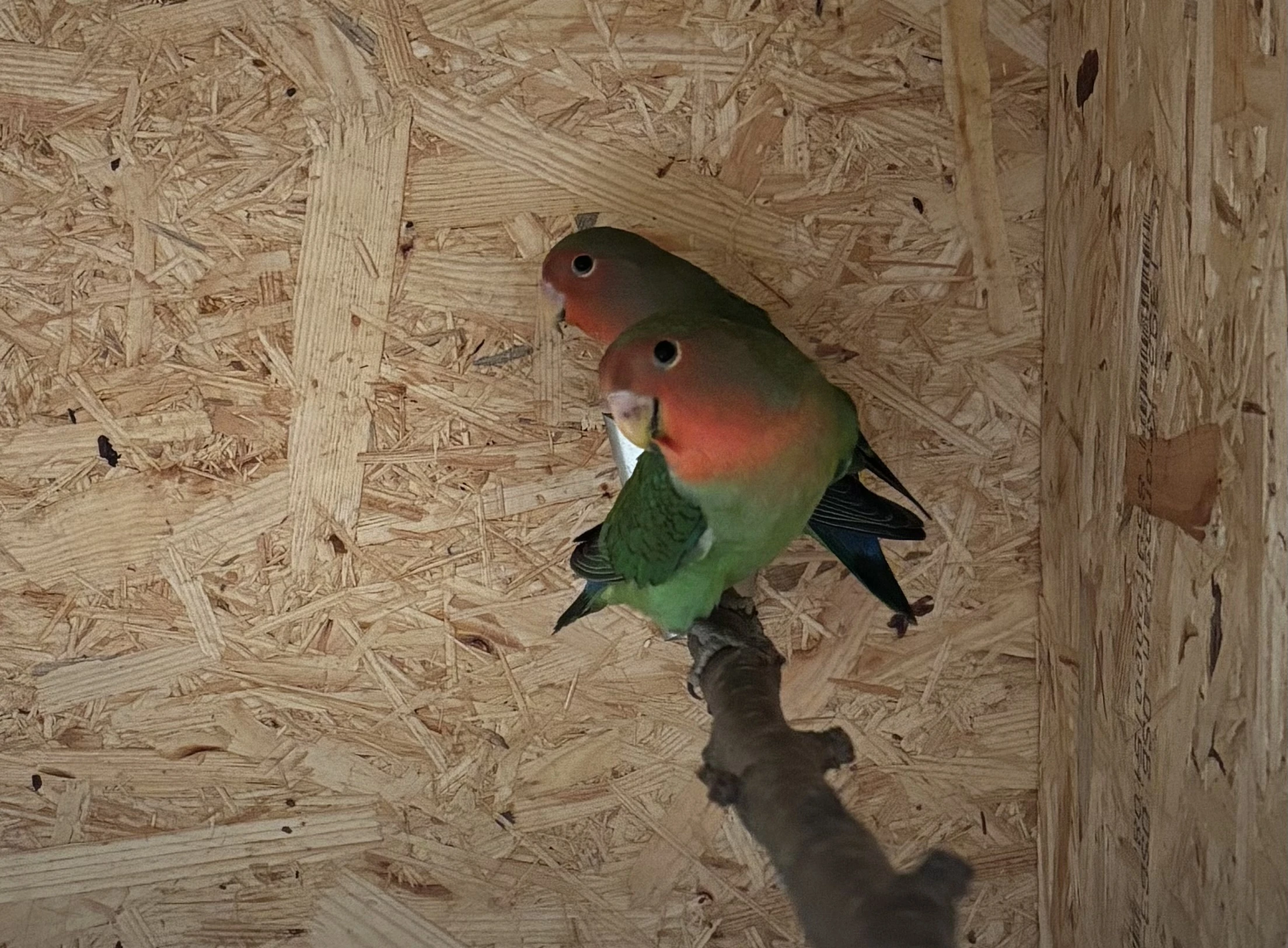 Agapornis růžohrdlý