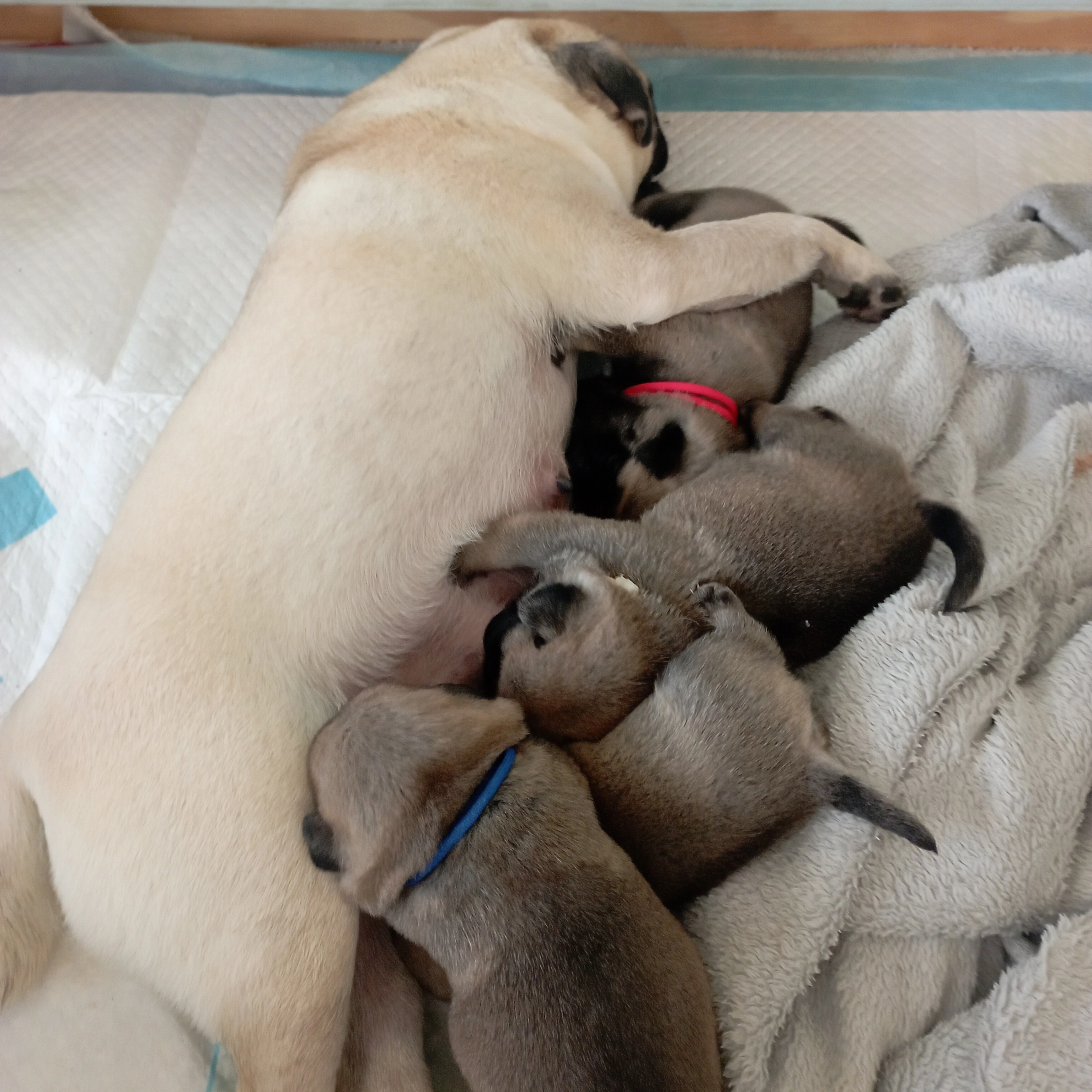 Štěňátka mops s PP