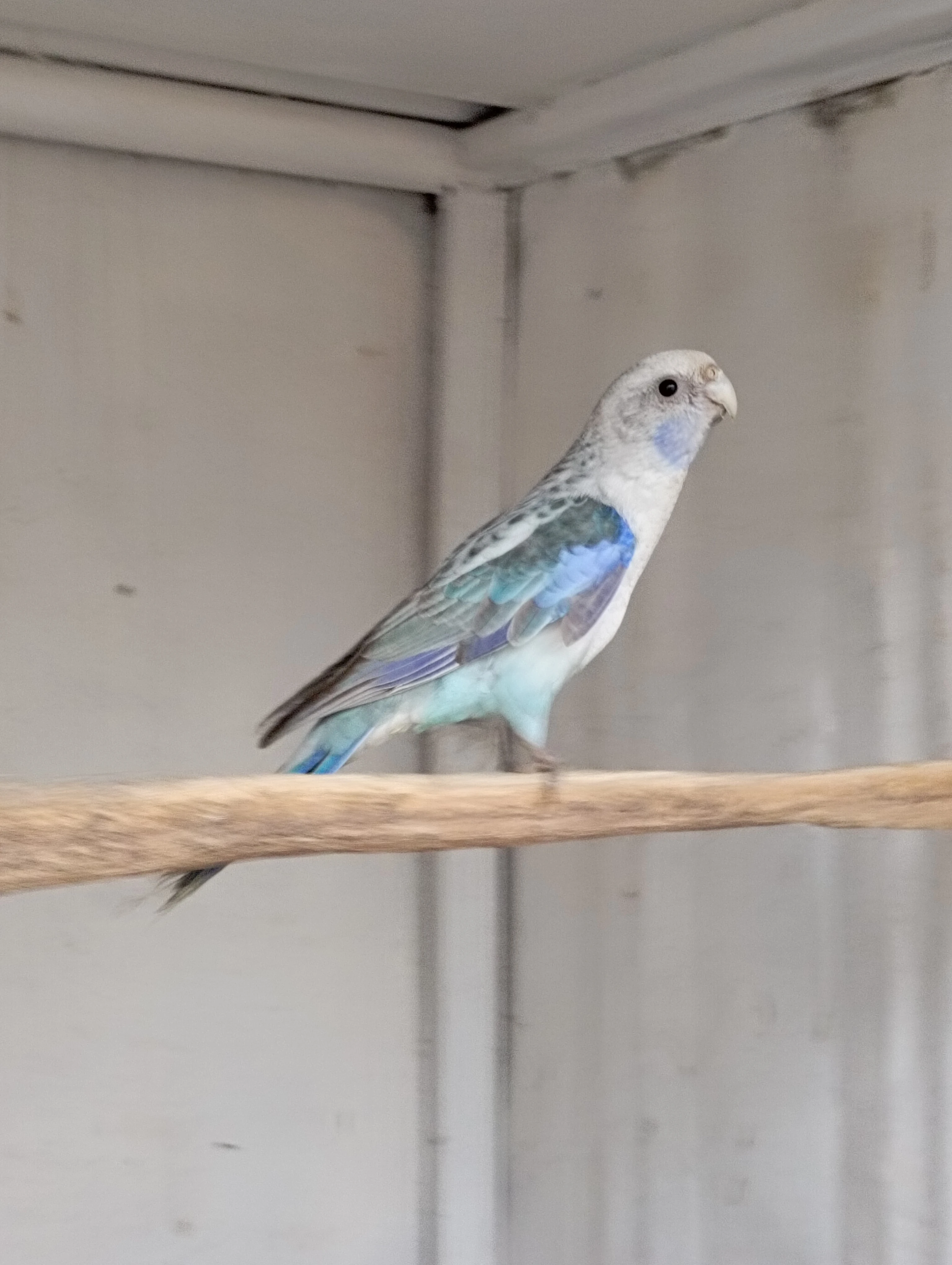 Rosela pestrá černo modrá