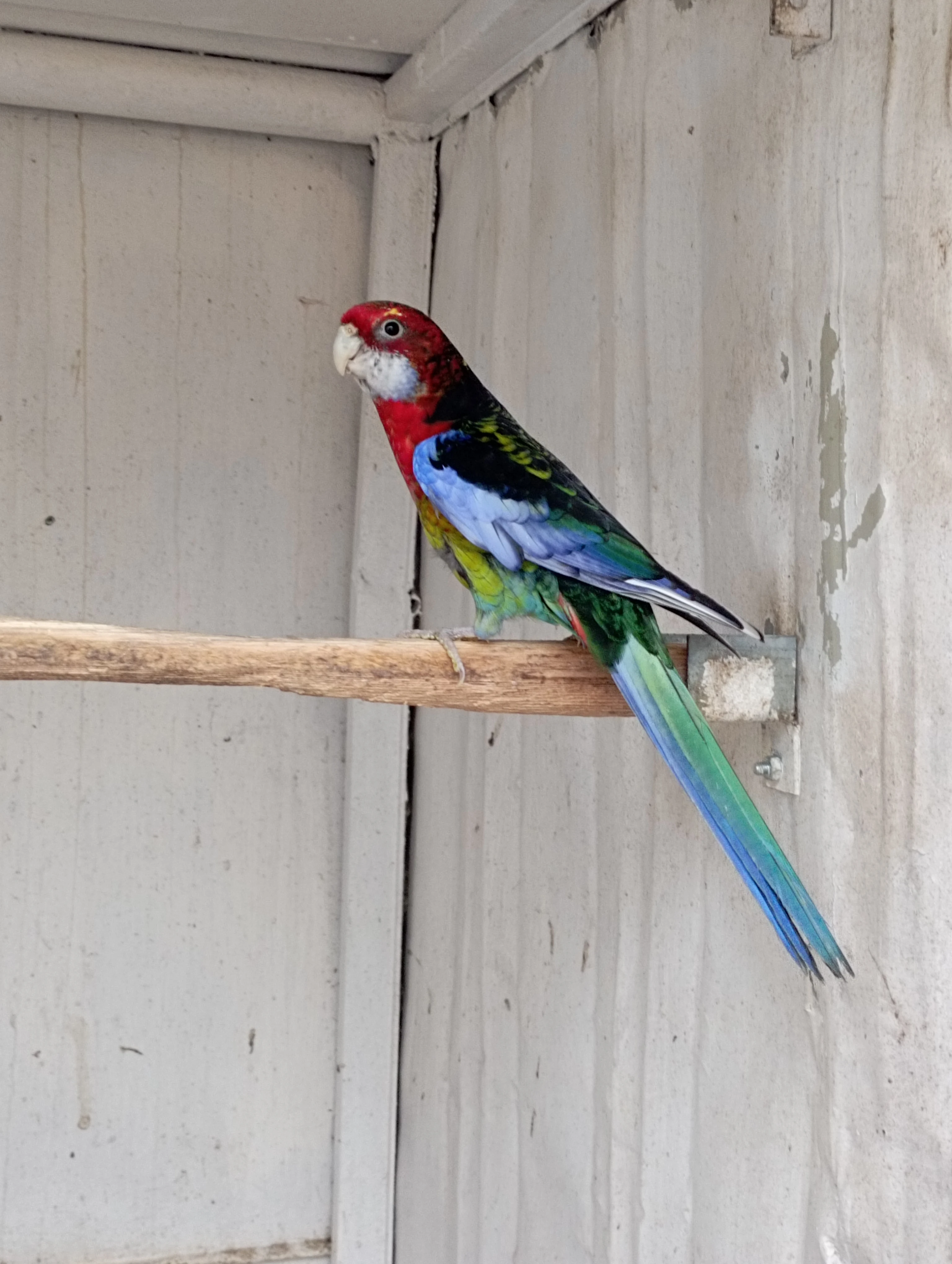 Rosela pestrá černo modrá