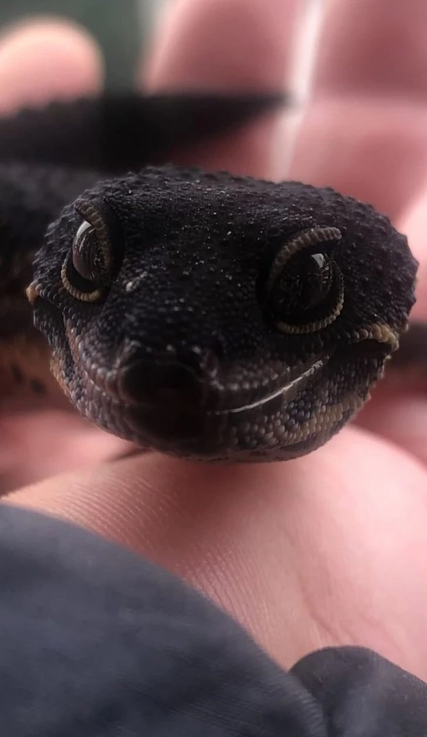 Čistě černý noční leopardí gekon samec