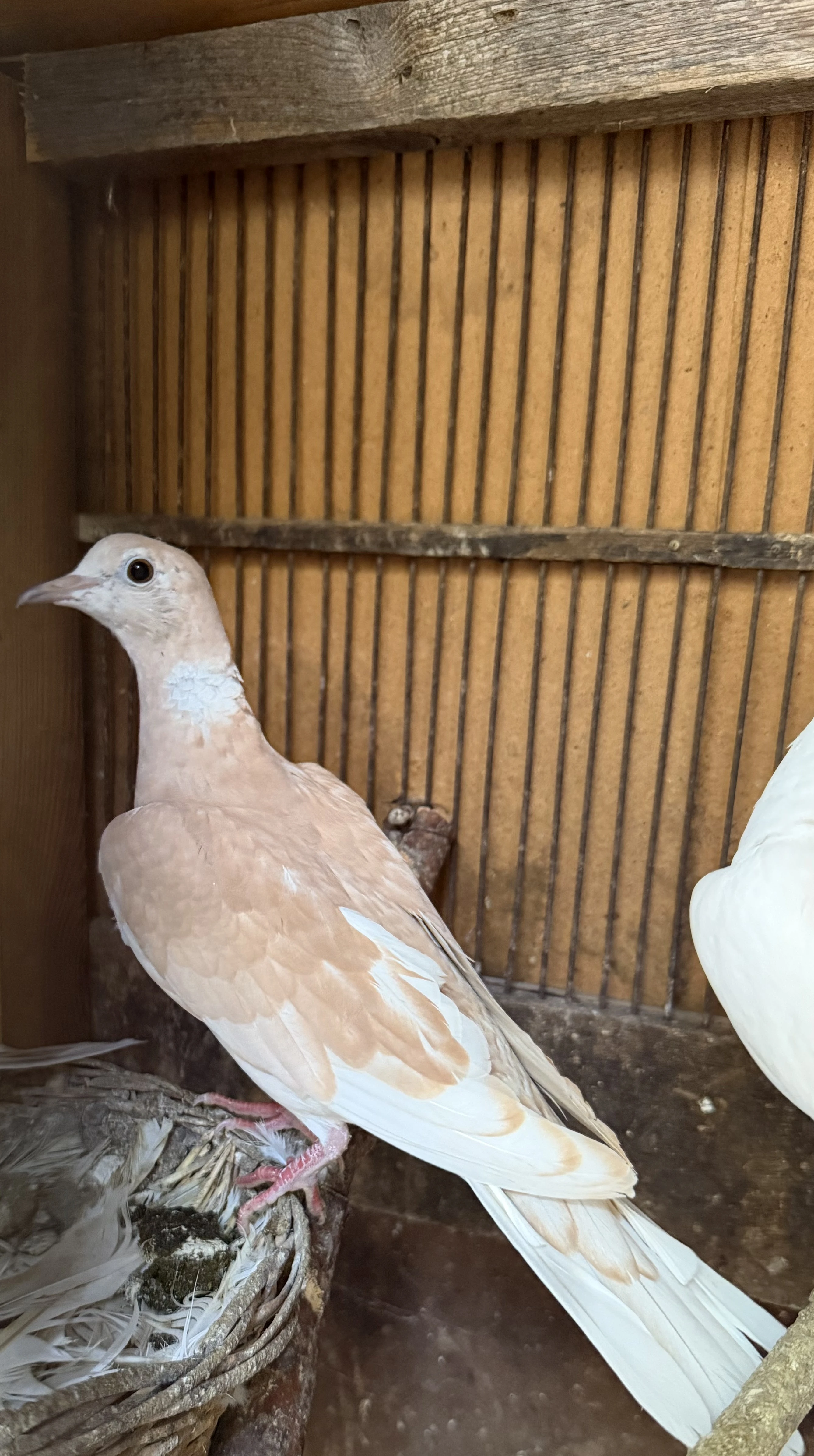 Hrdlička chechtavá červená