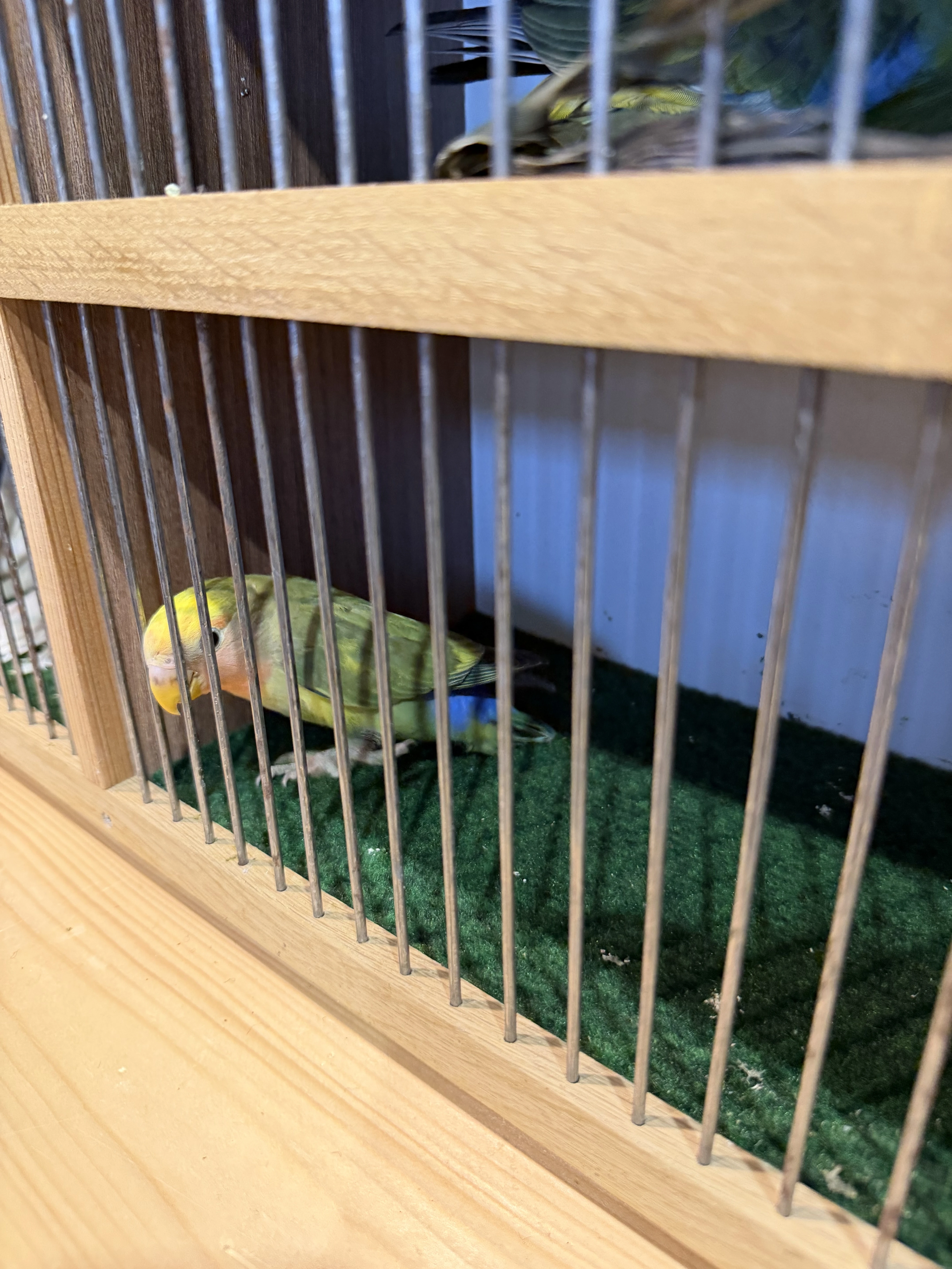 Agapornis ruzohrdly letošní