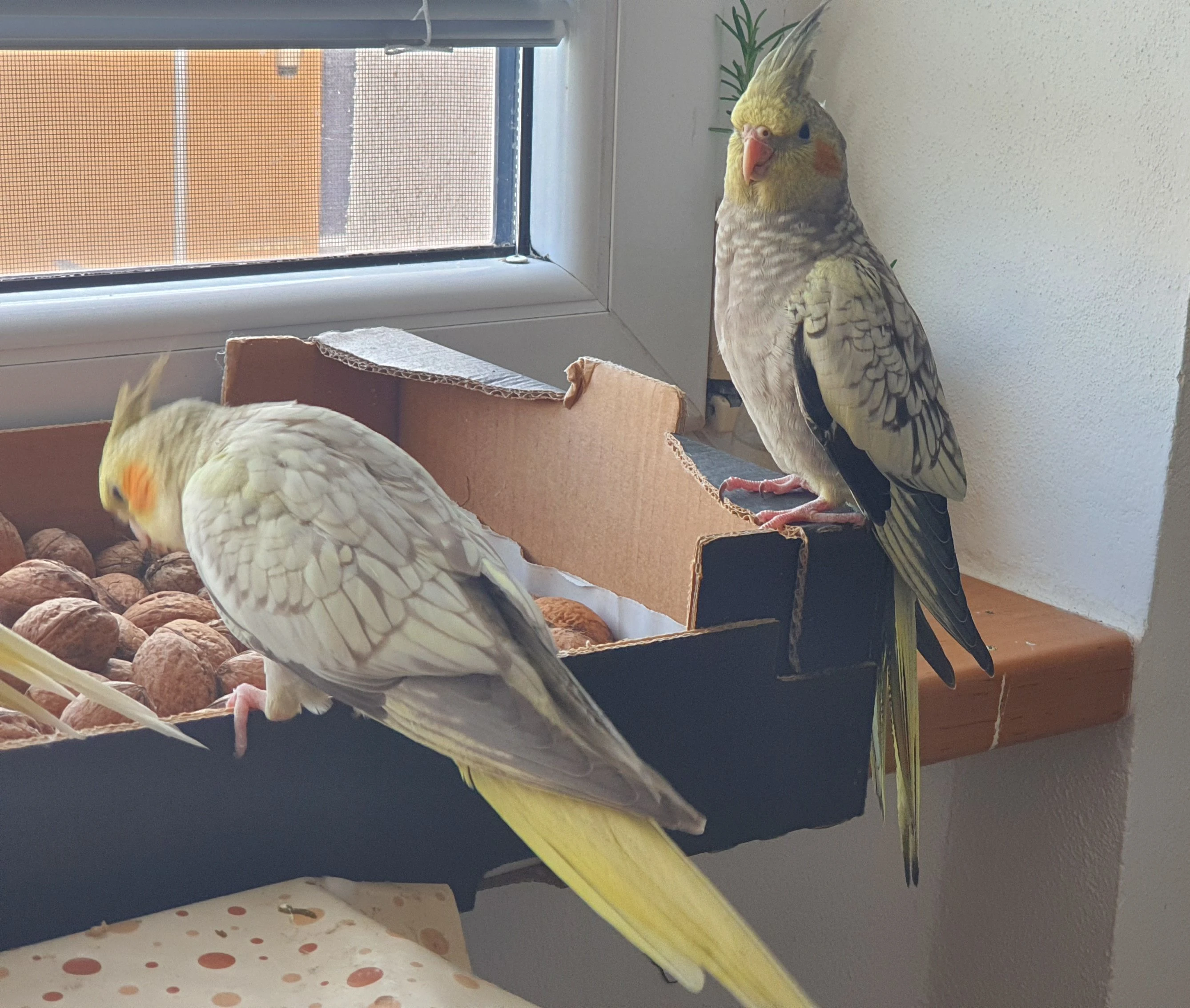 Letošní mláďata korely chocholaté - 3,5 měsíce staré samice