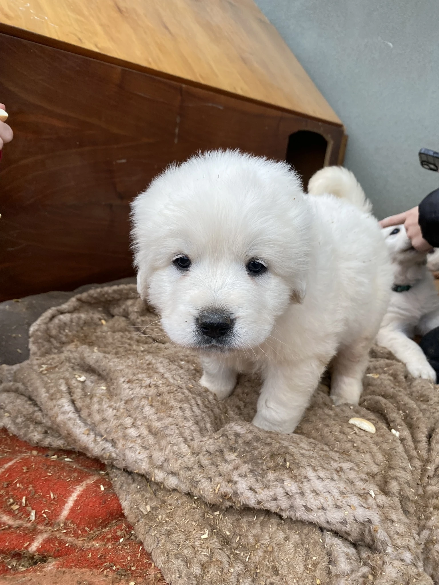 Prodám štěňata Slovenského čuvače