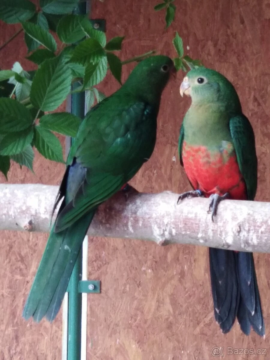 Papoušek královský