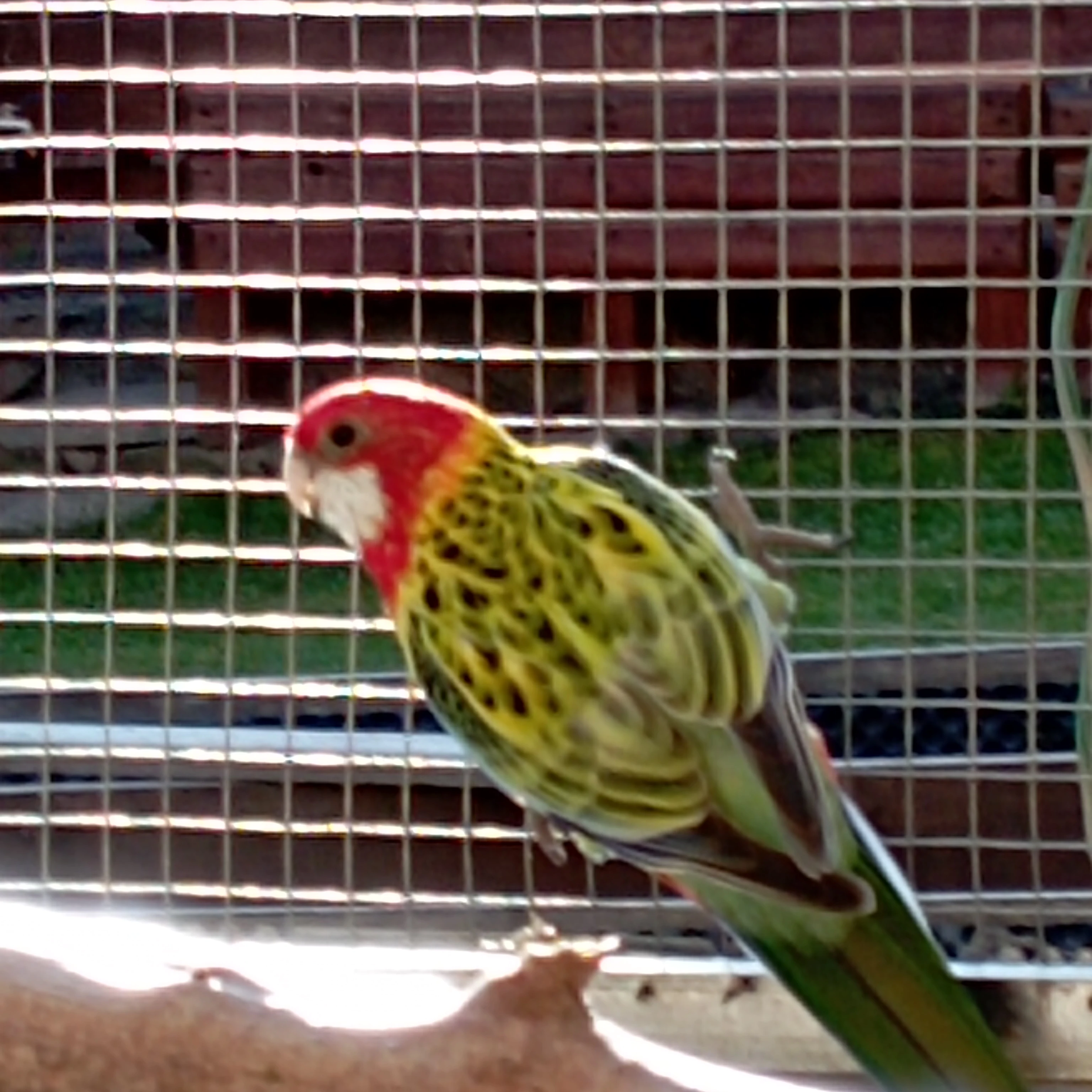 Rosela pestrá nádherná